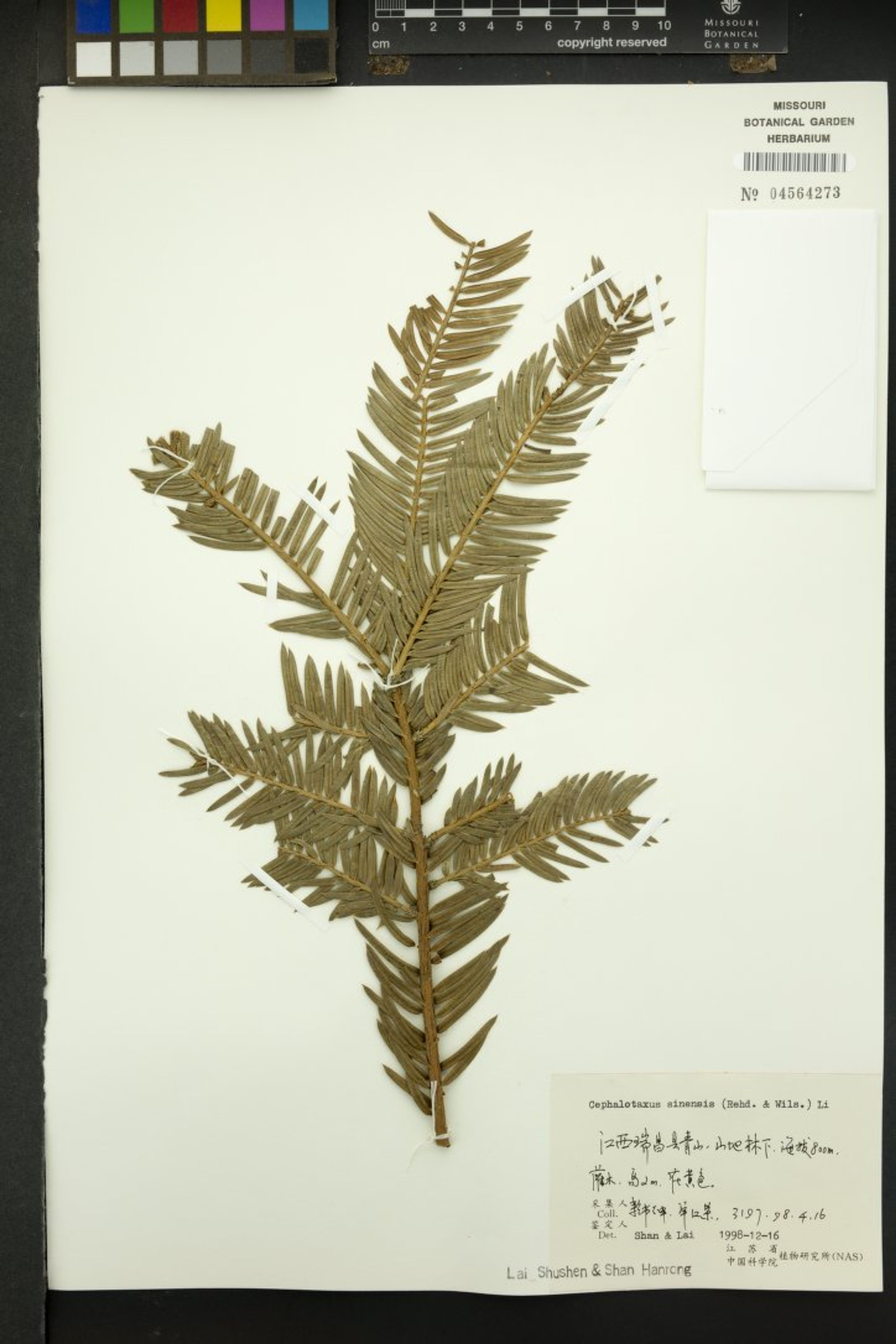Cephalotaxus sinensis - 21
