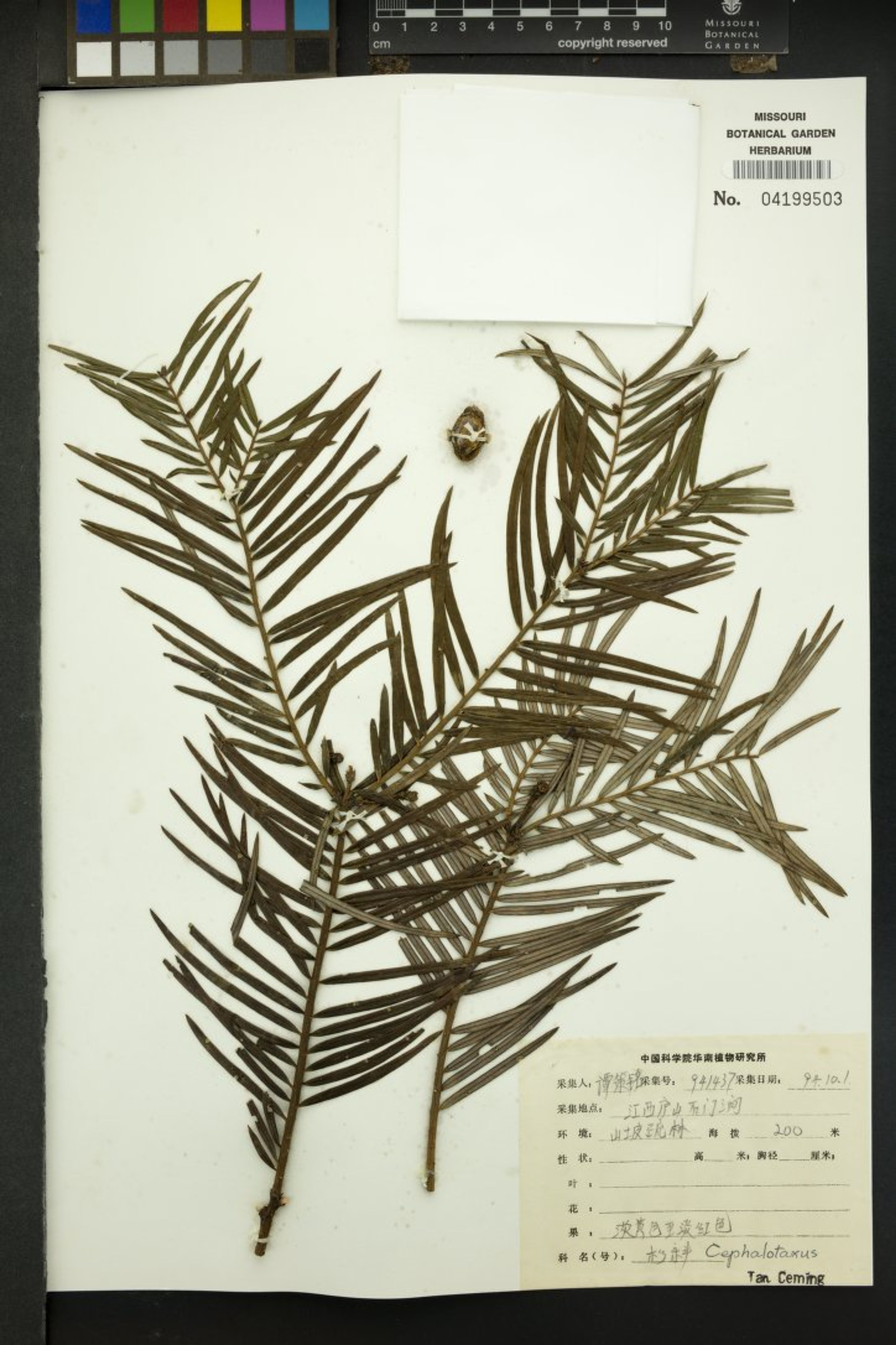Cephalotaxus fortunei - 501