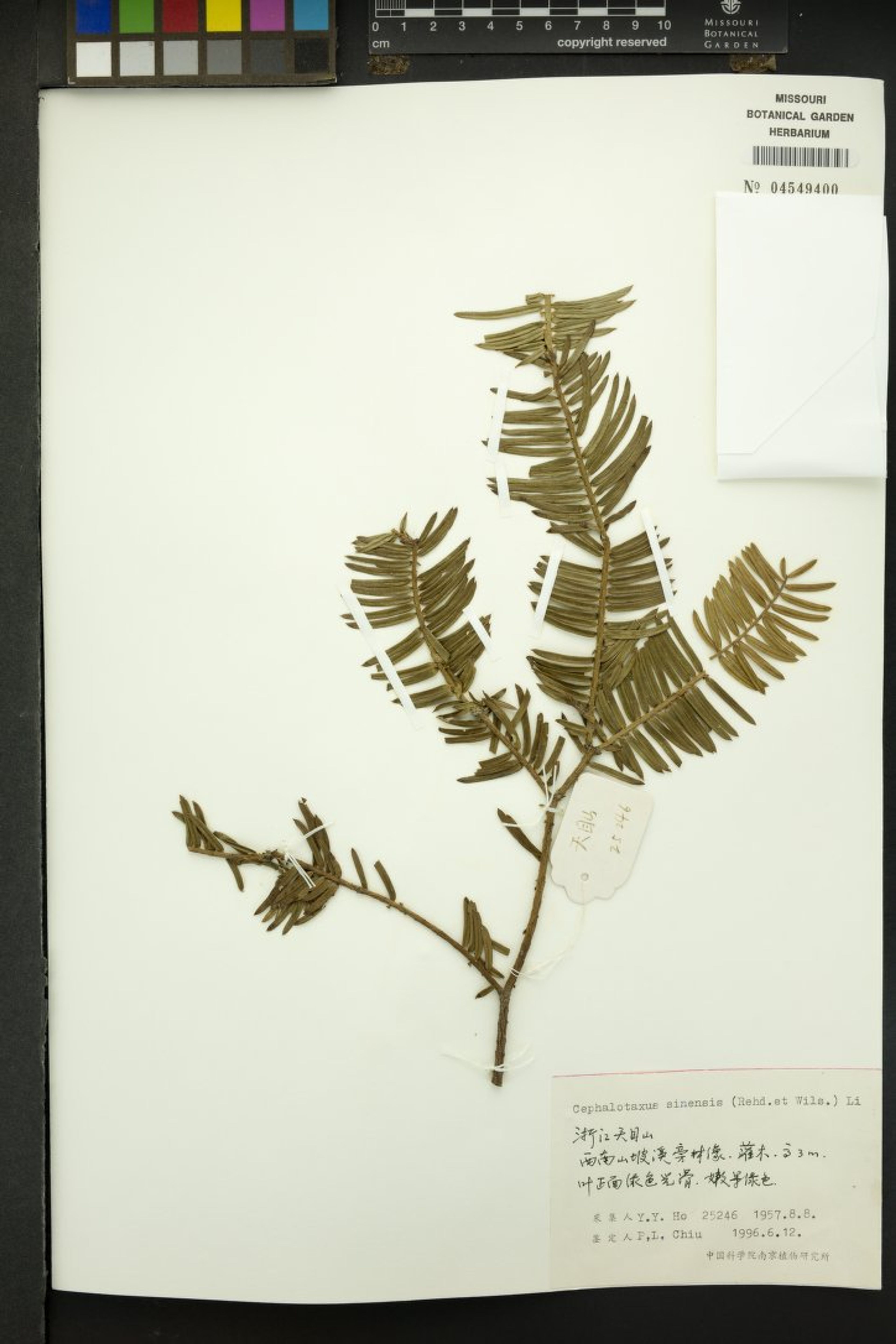 Cephalotaxus sinensis - 67
