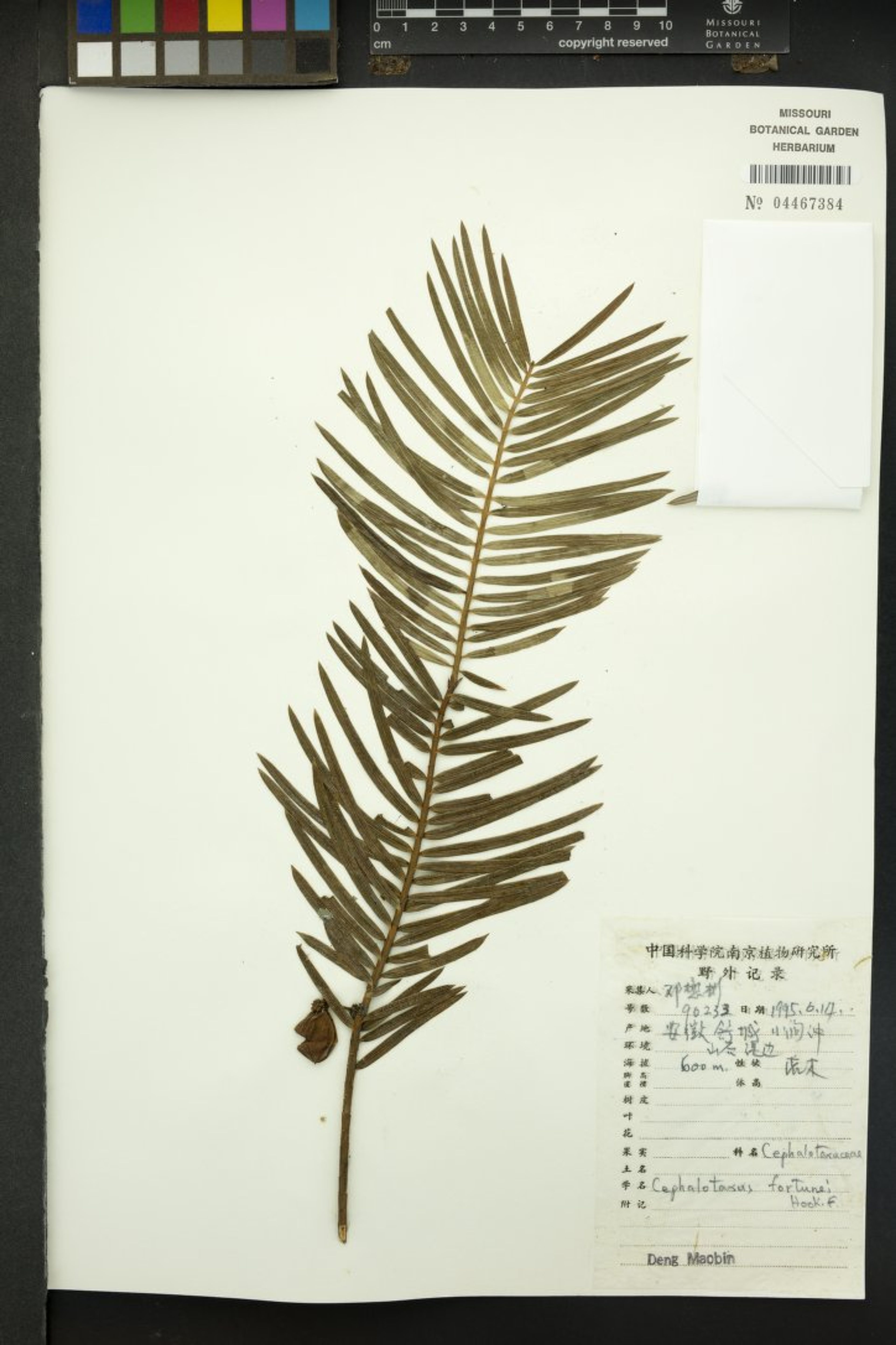 Cephalotaxus fortunei - 422