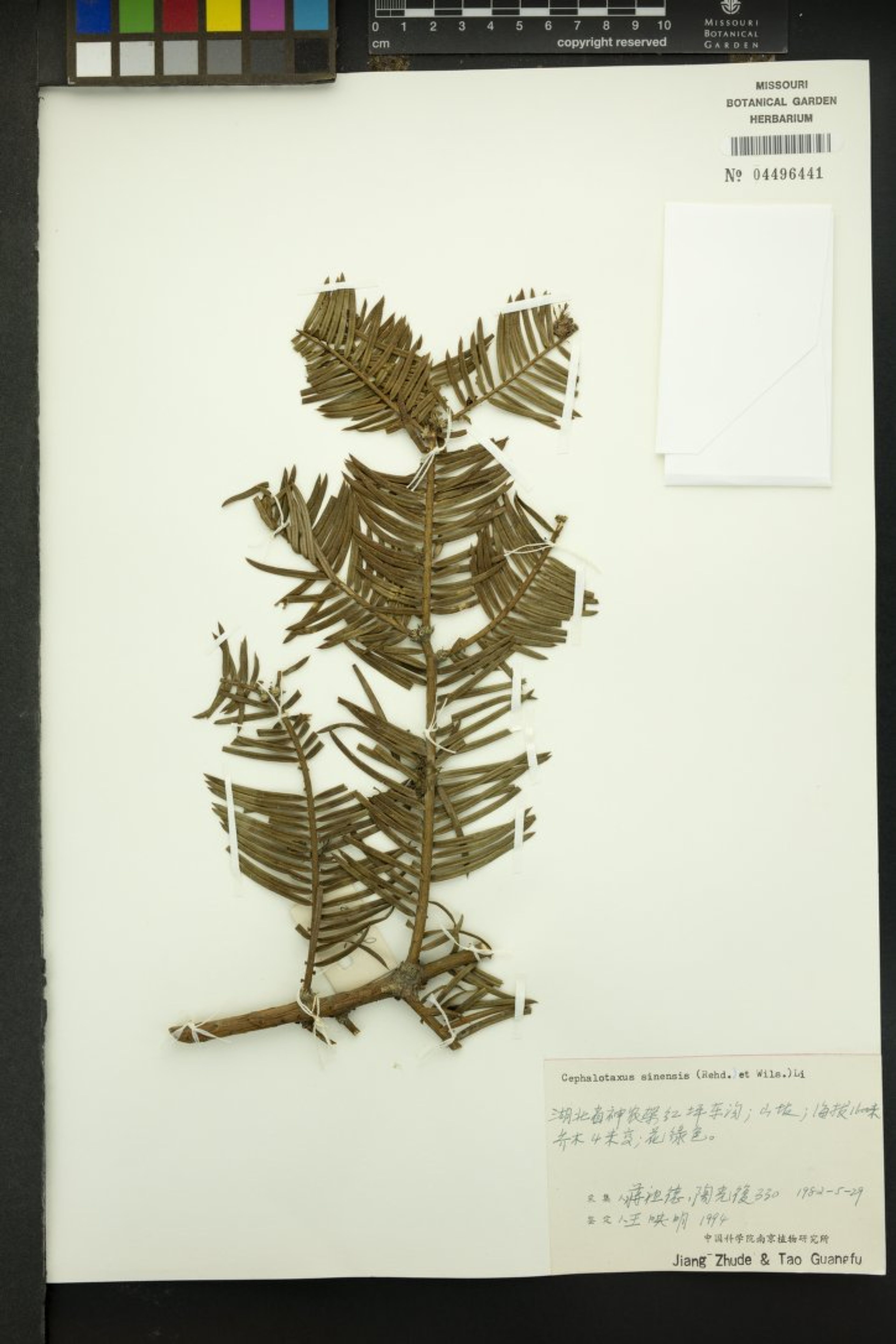 Cephalotaxus sinensis - 36