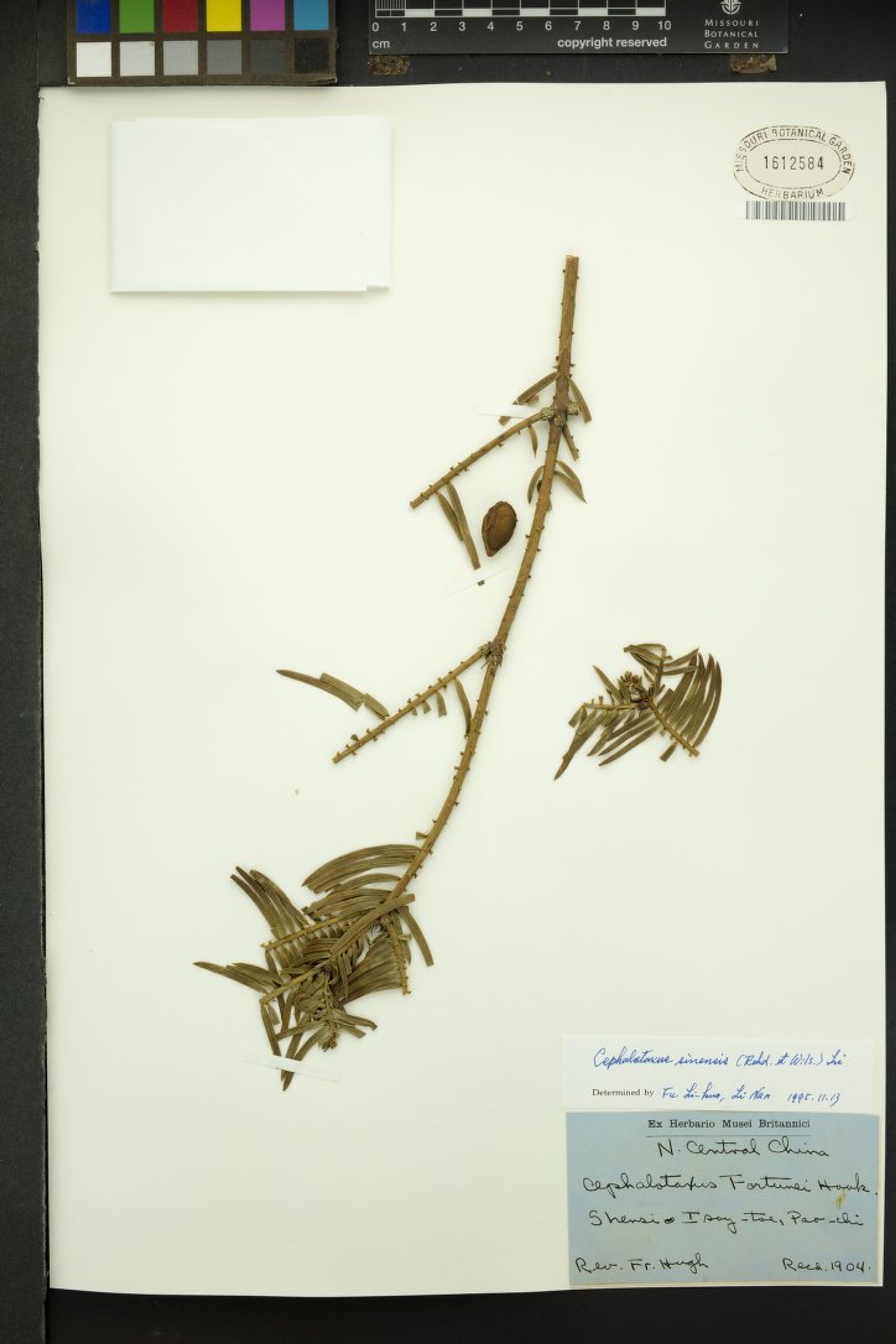 Cephalotaxus sinensis - 20