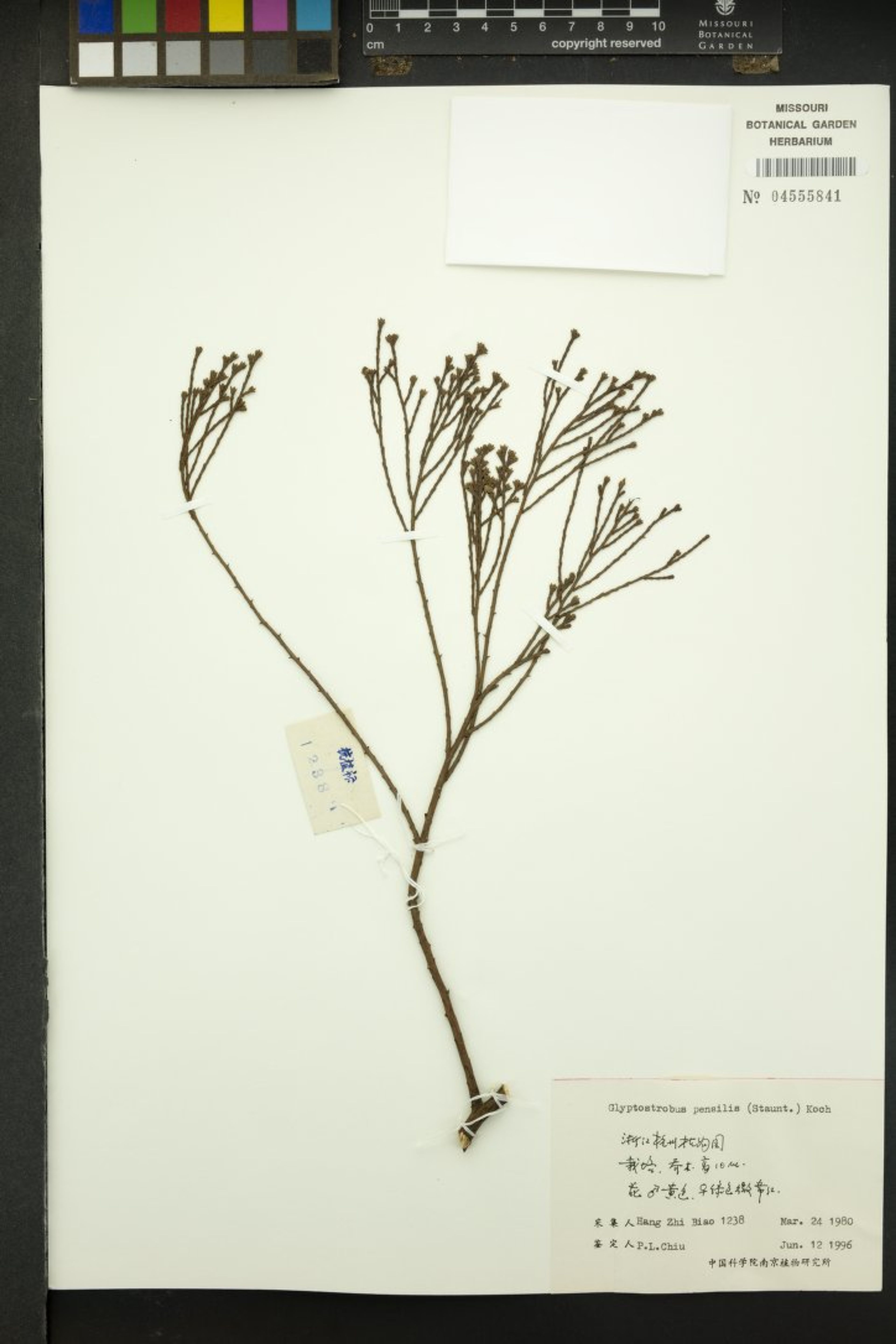 Glyptostrobus pensilis - 59
