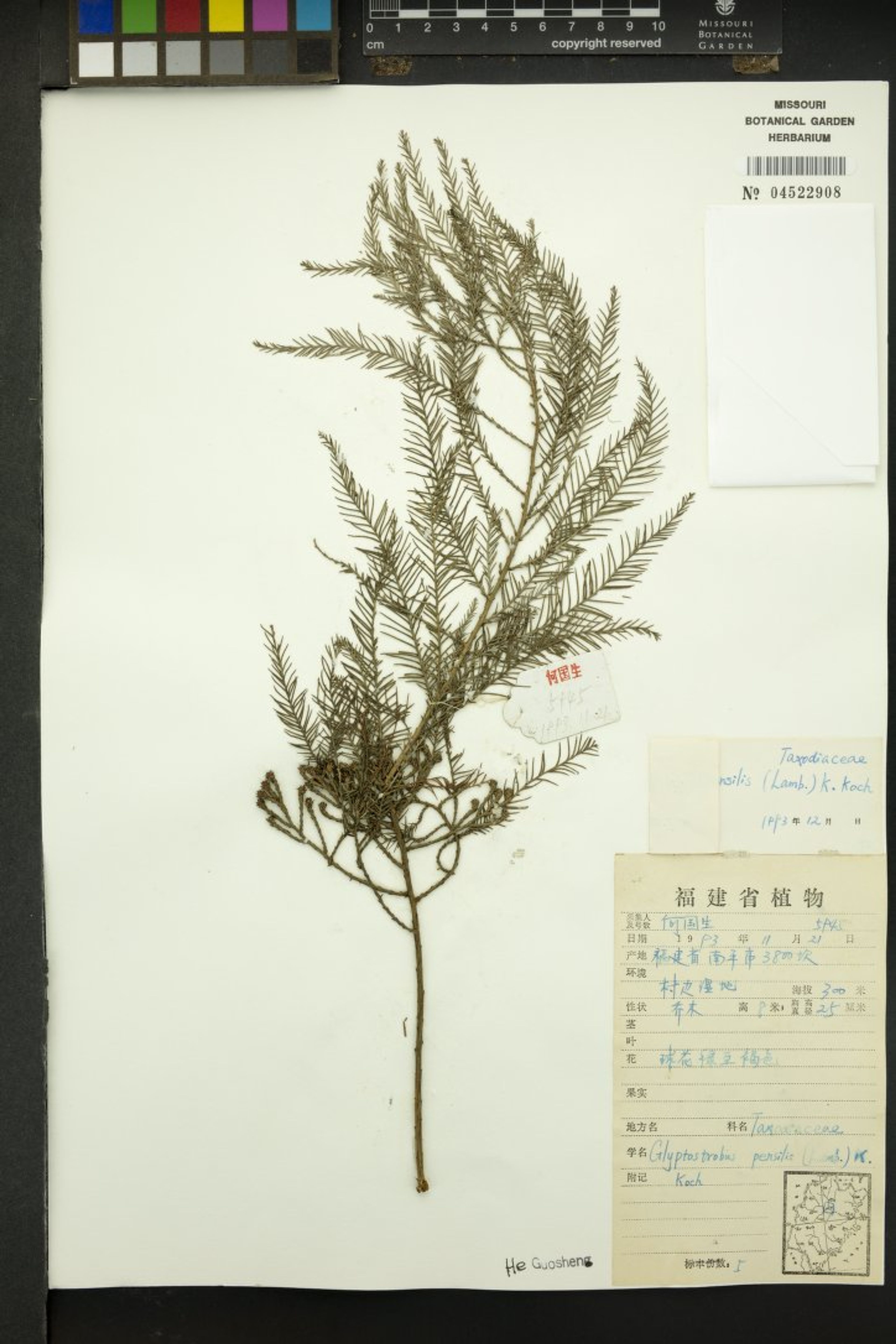 Glyptostrobus pensilis - 23