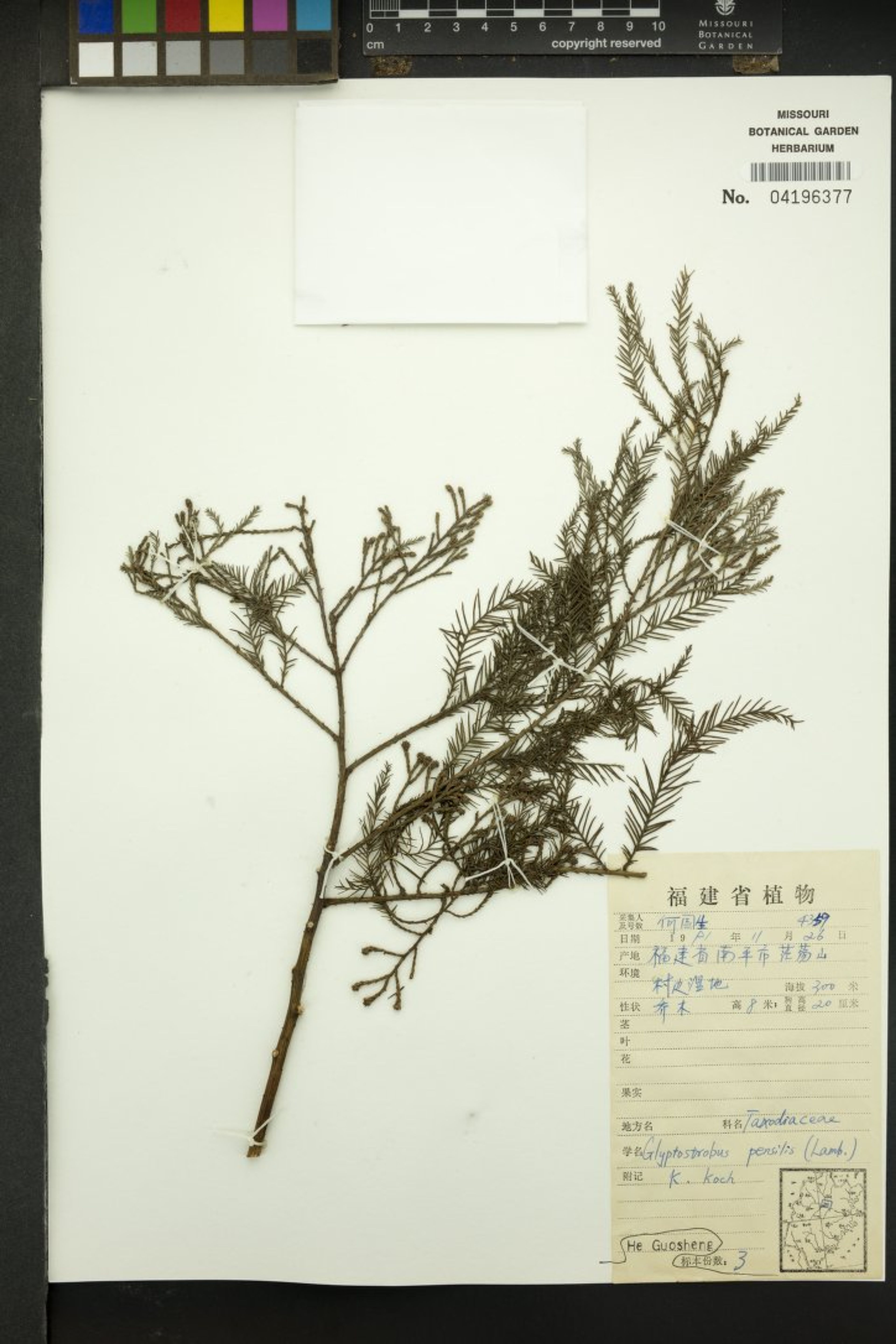 Glyptostrobus pensilis - 13