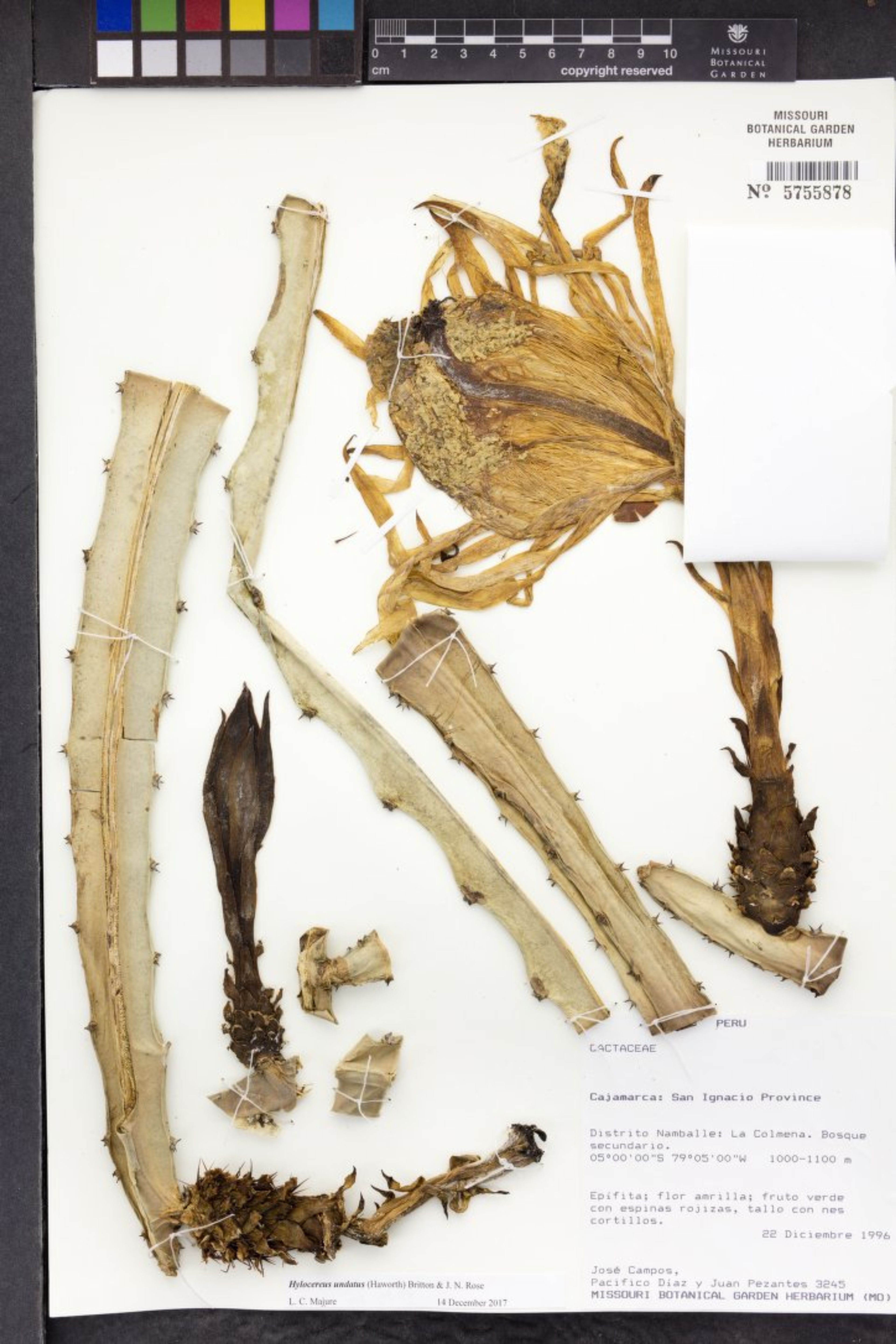 Hylocereus undatus - 18