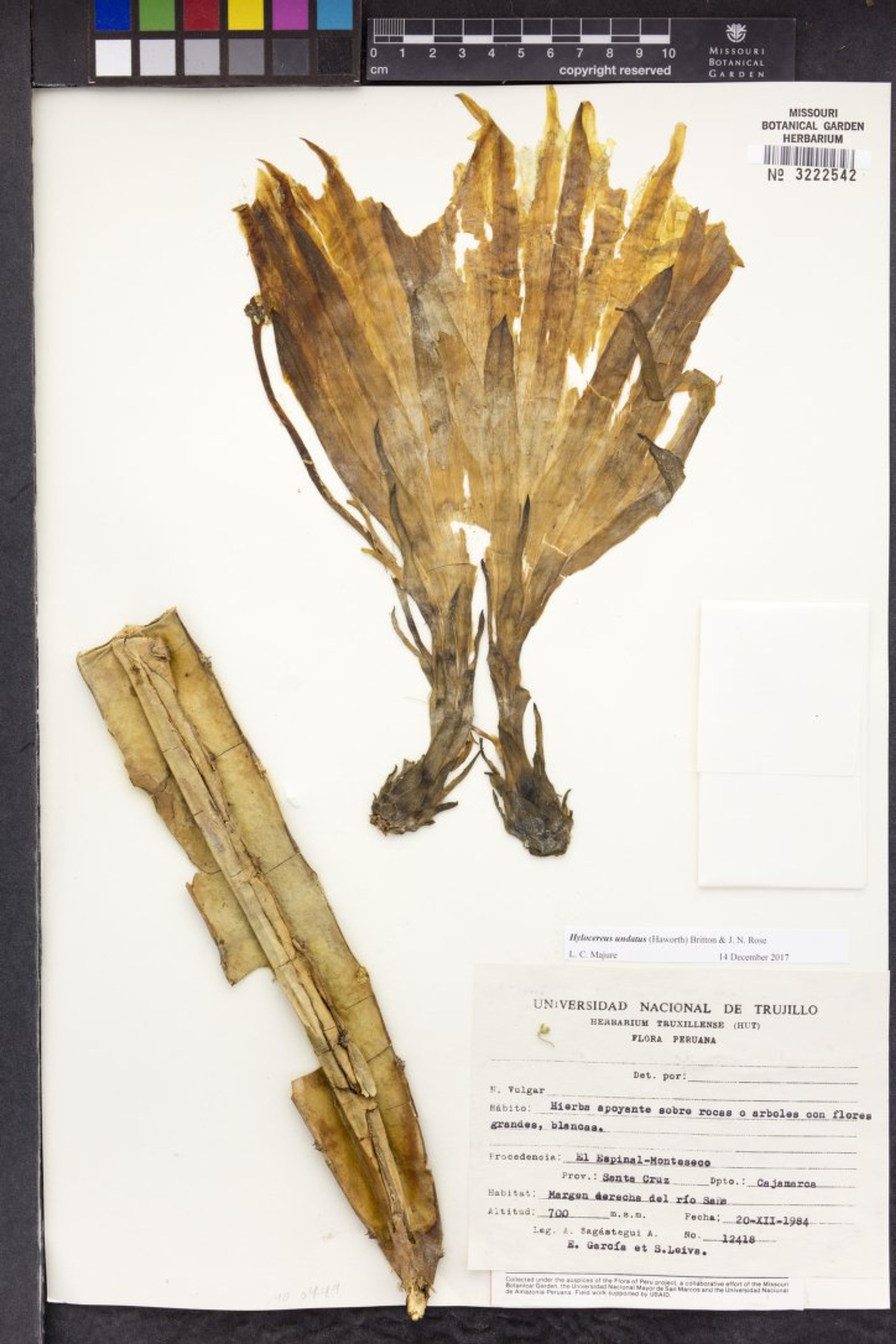 Hylocereus undatus - 55