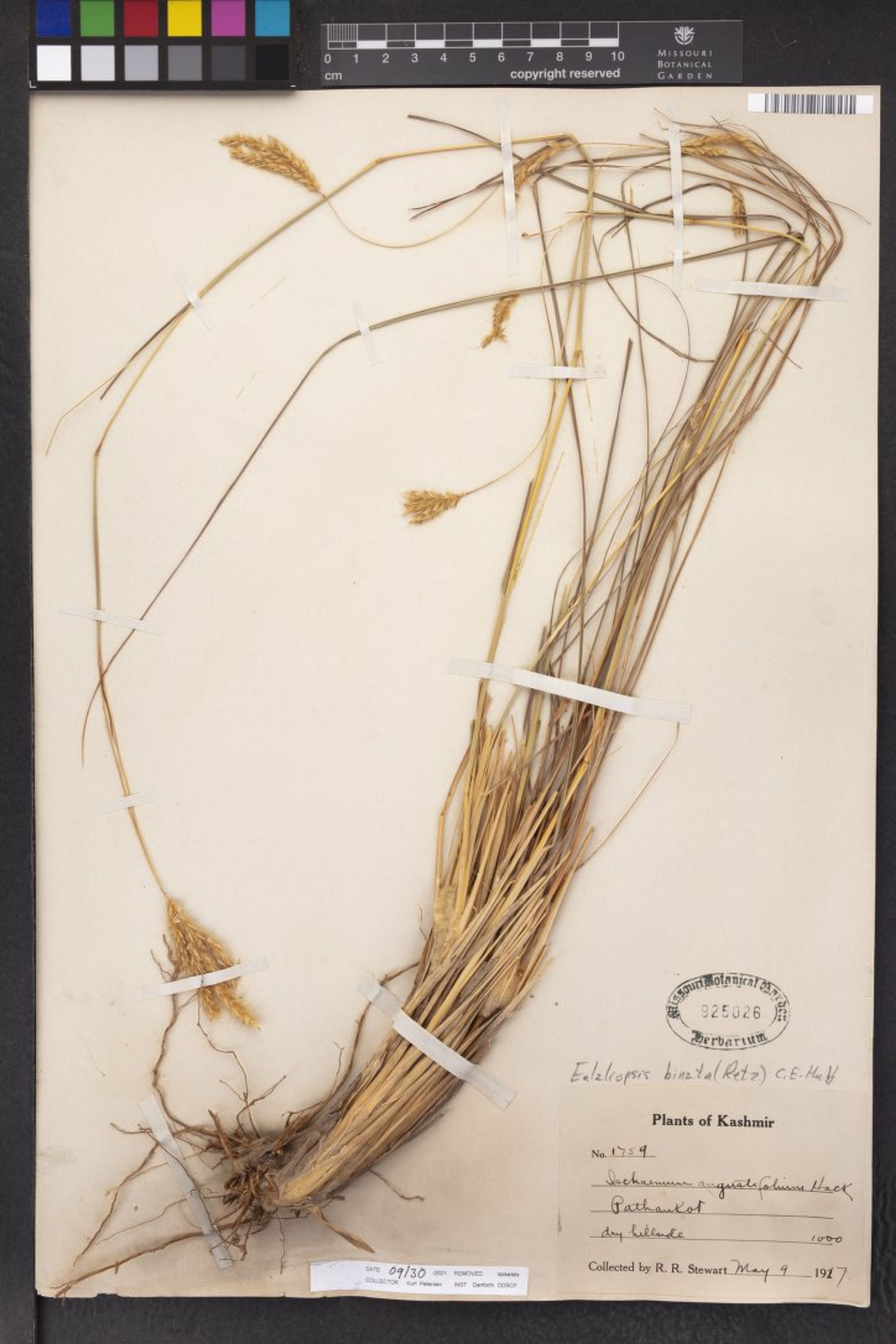 Eulaliopsis binata - 8