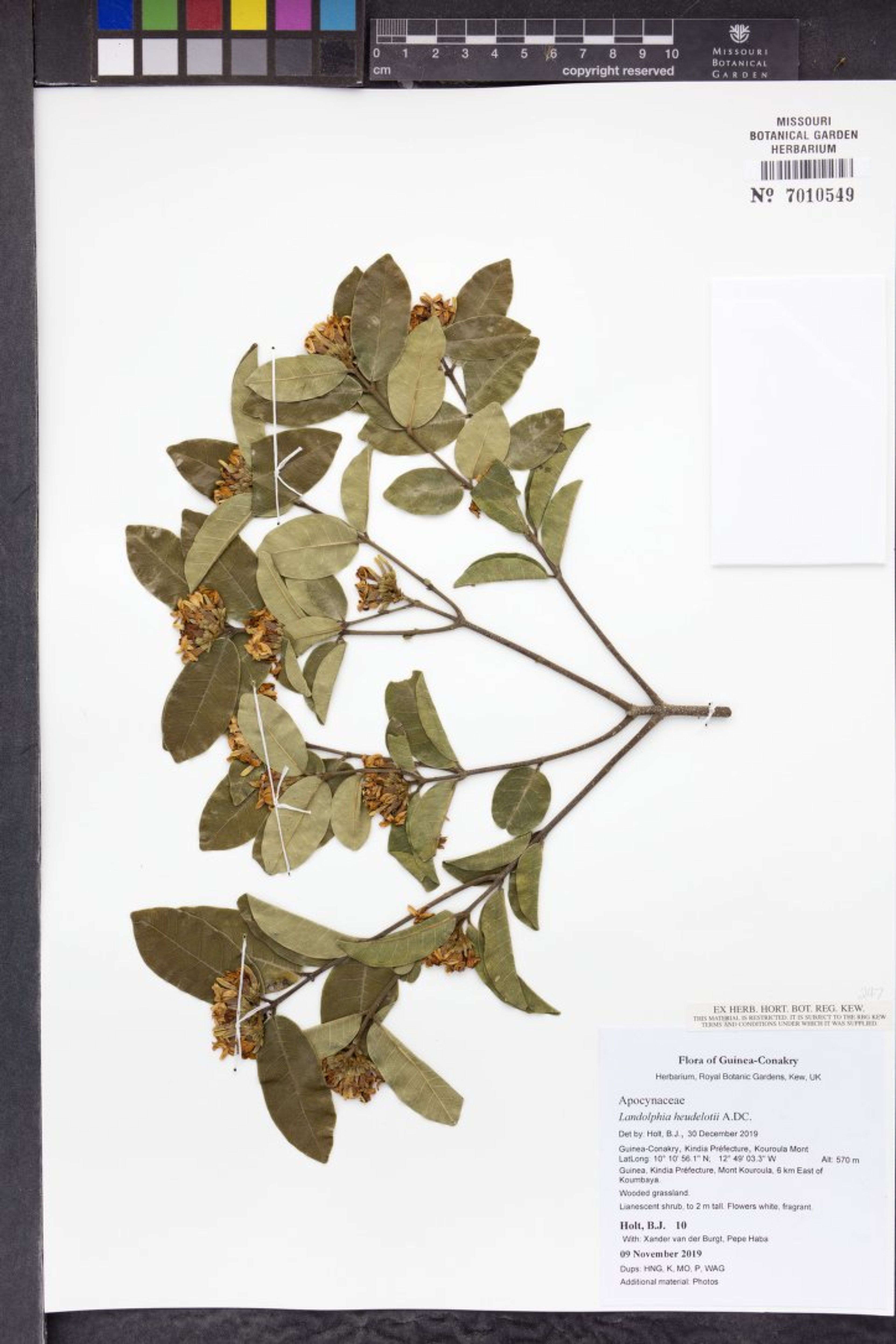 Landolphia heudelotii - 8