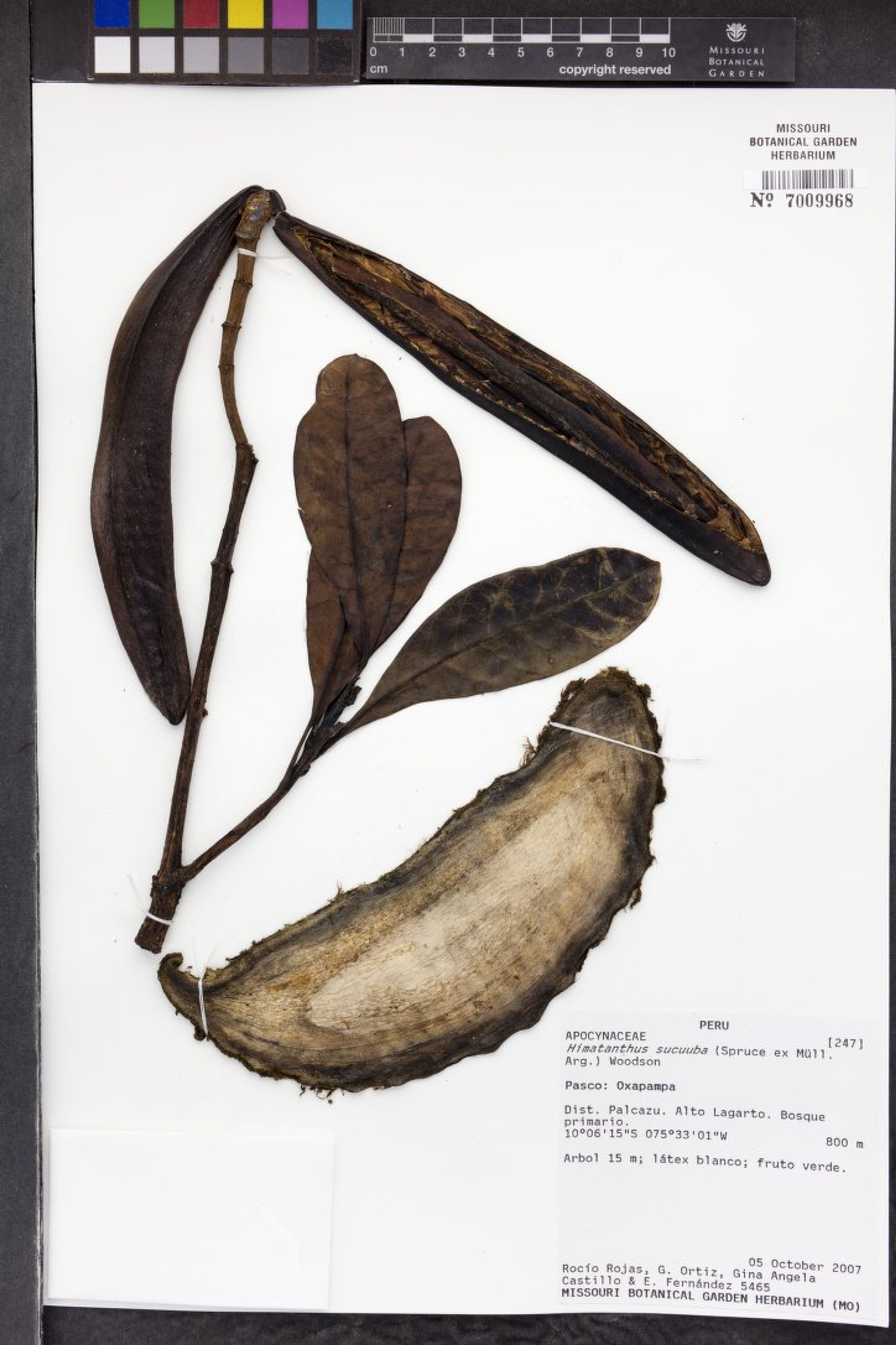 Himatanthus sucuuba - 44