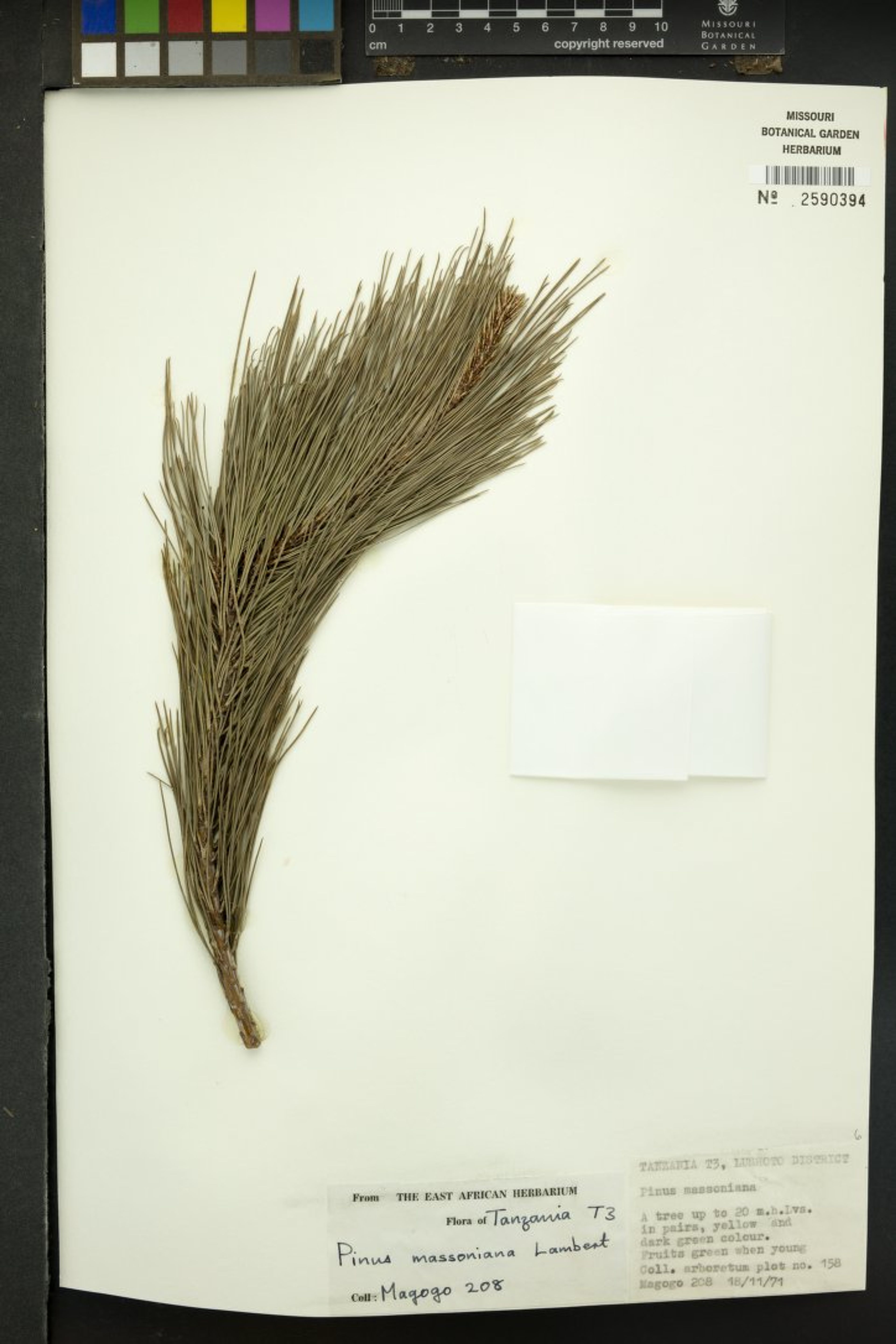 Pinus massoniana - 15