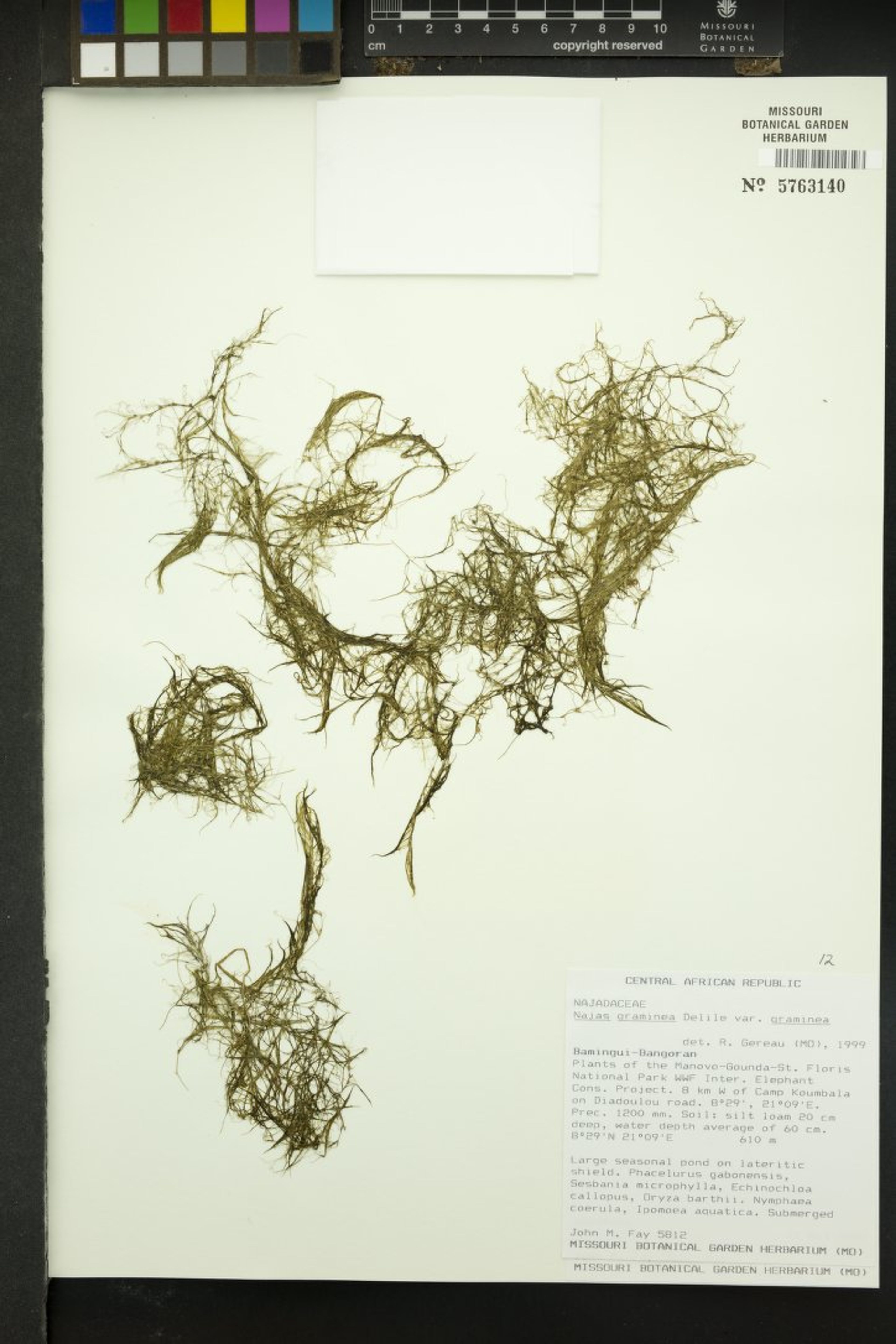 Najas graminea - 1
