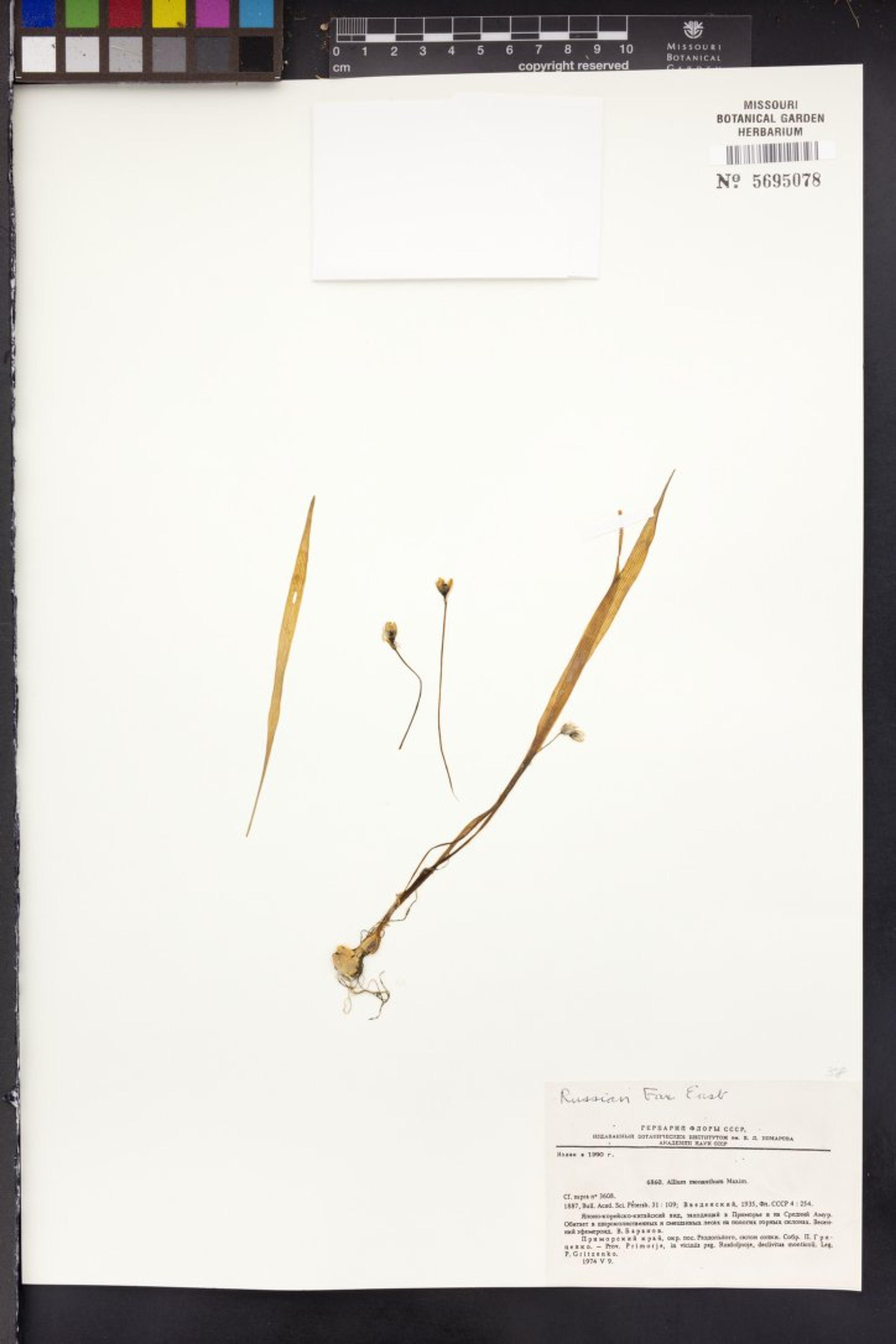 Allium monanthum - 5