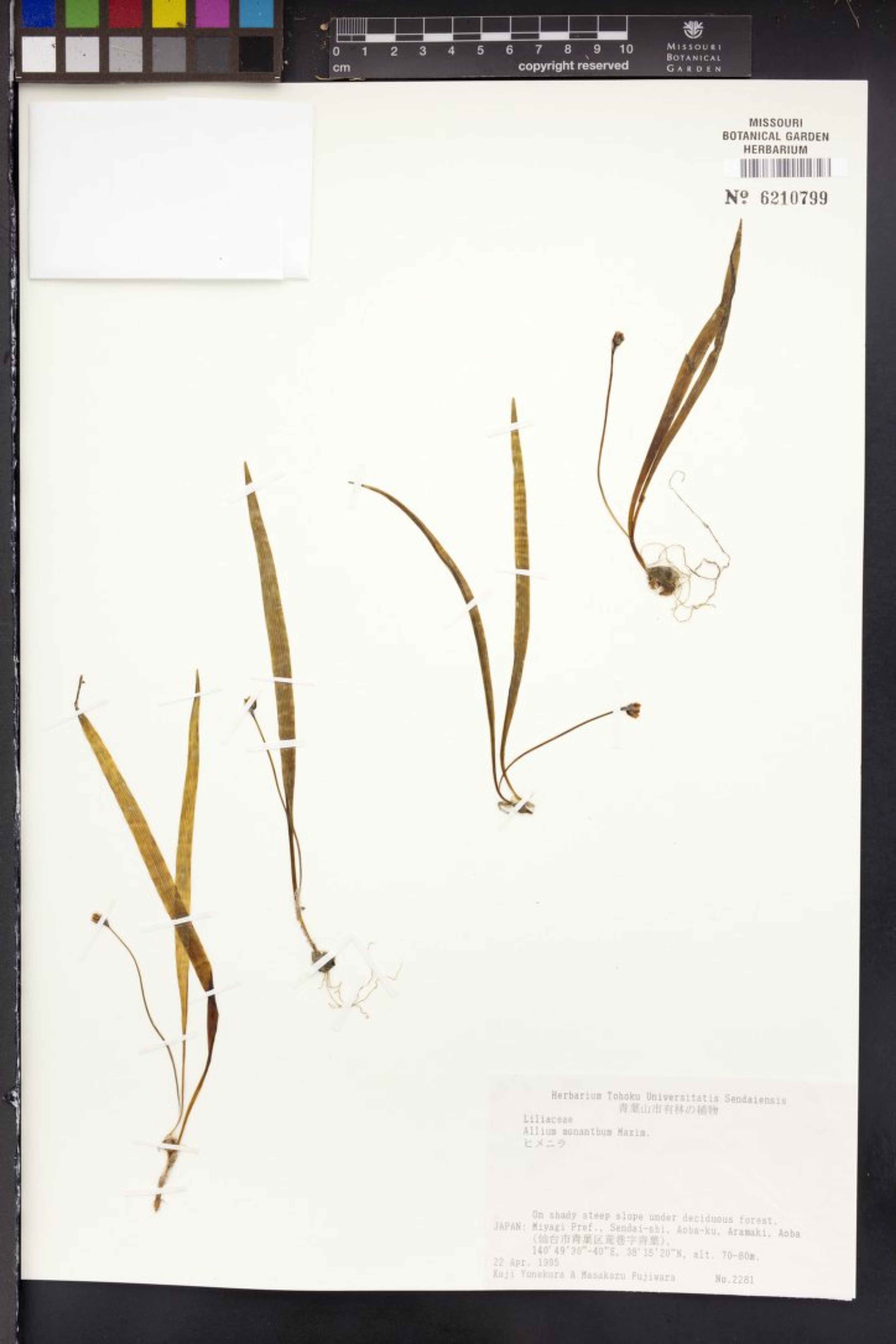 Allium monanthum - 42