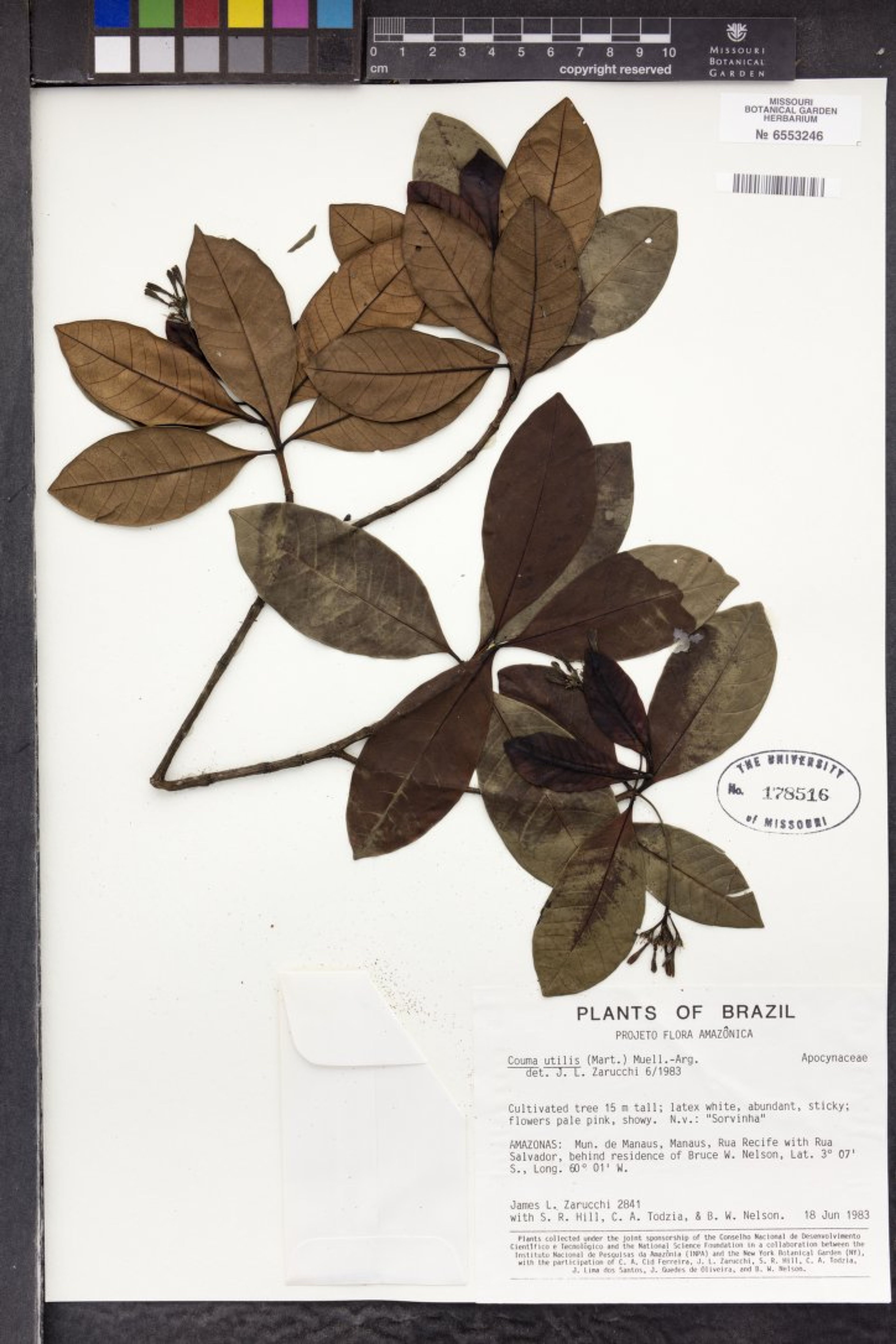 Couma utilis - 92