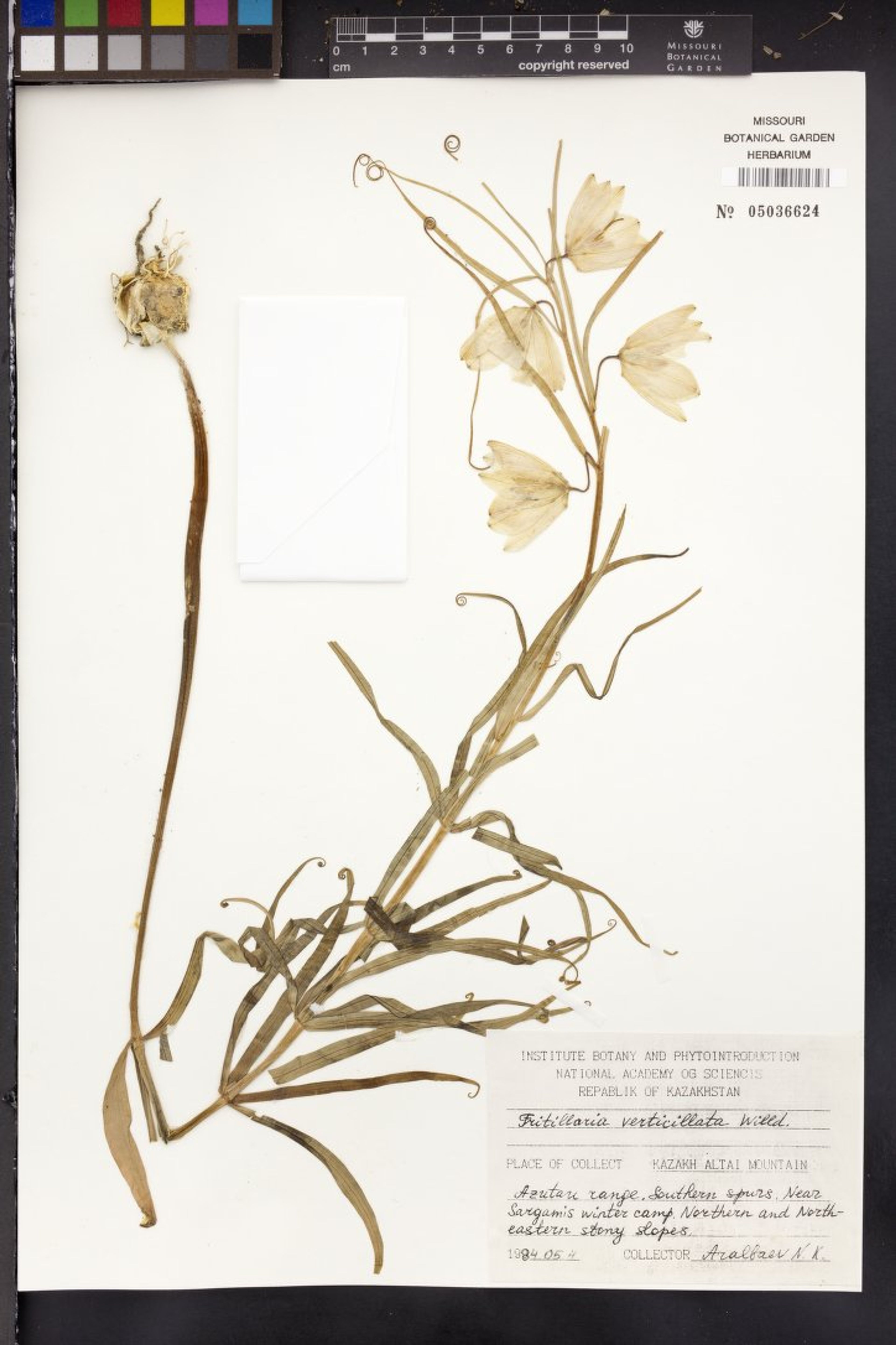 Fritillaria verticillata - 34