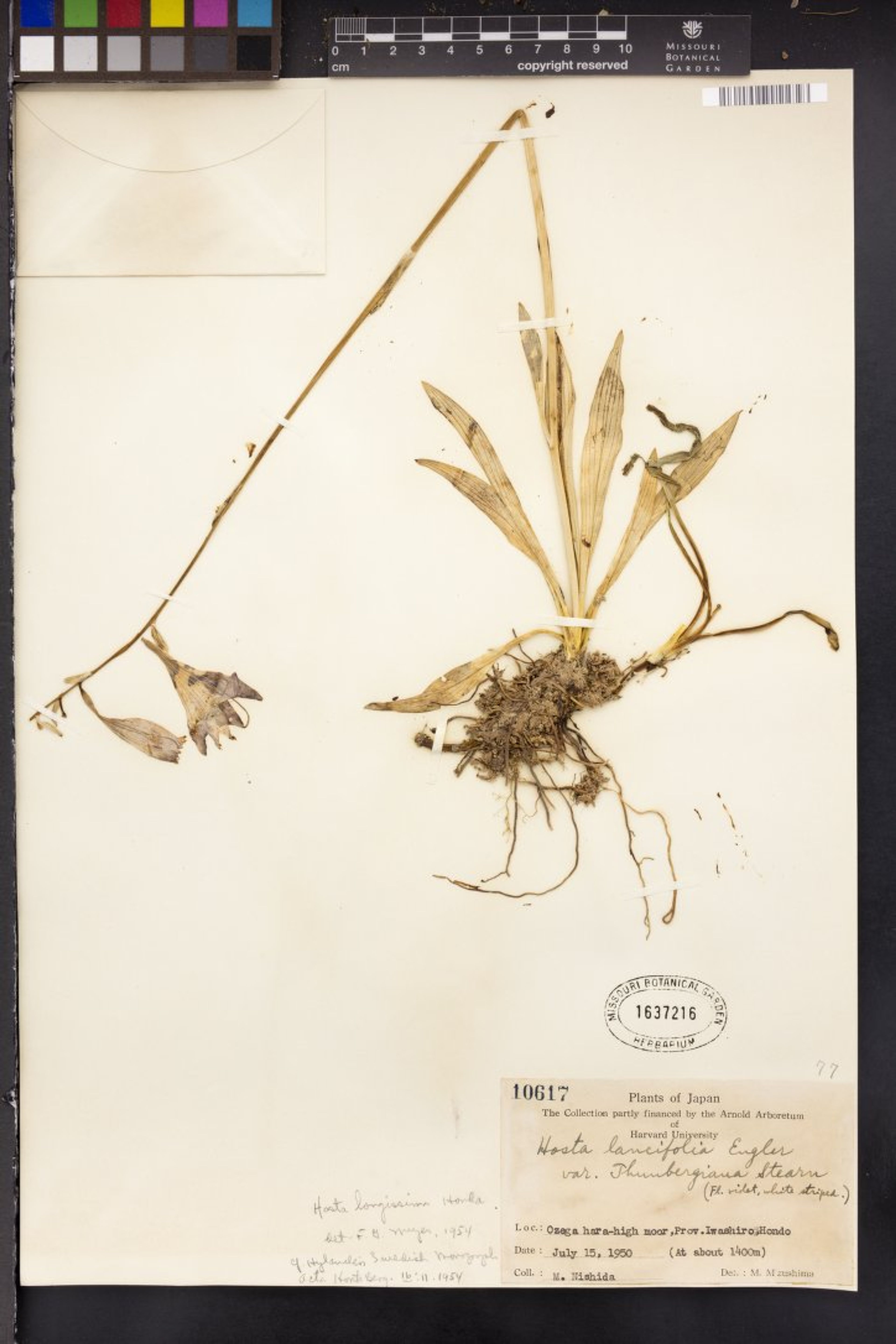 Hosta longissima - 3