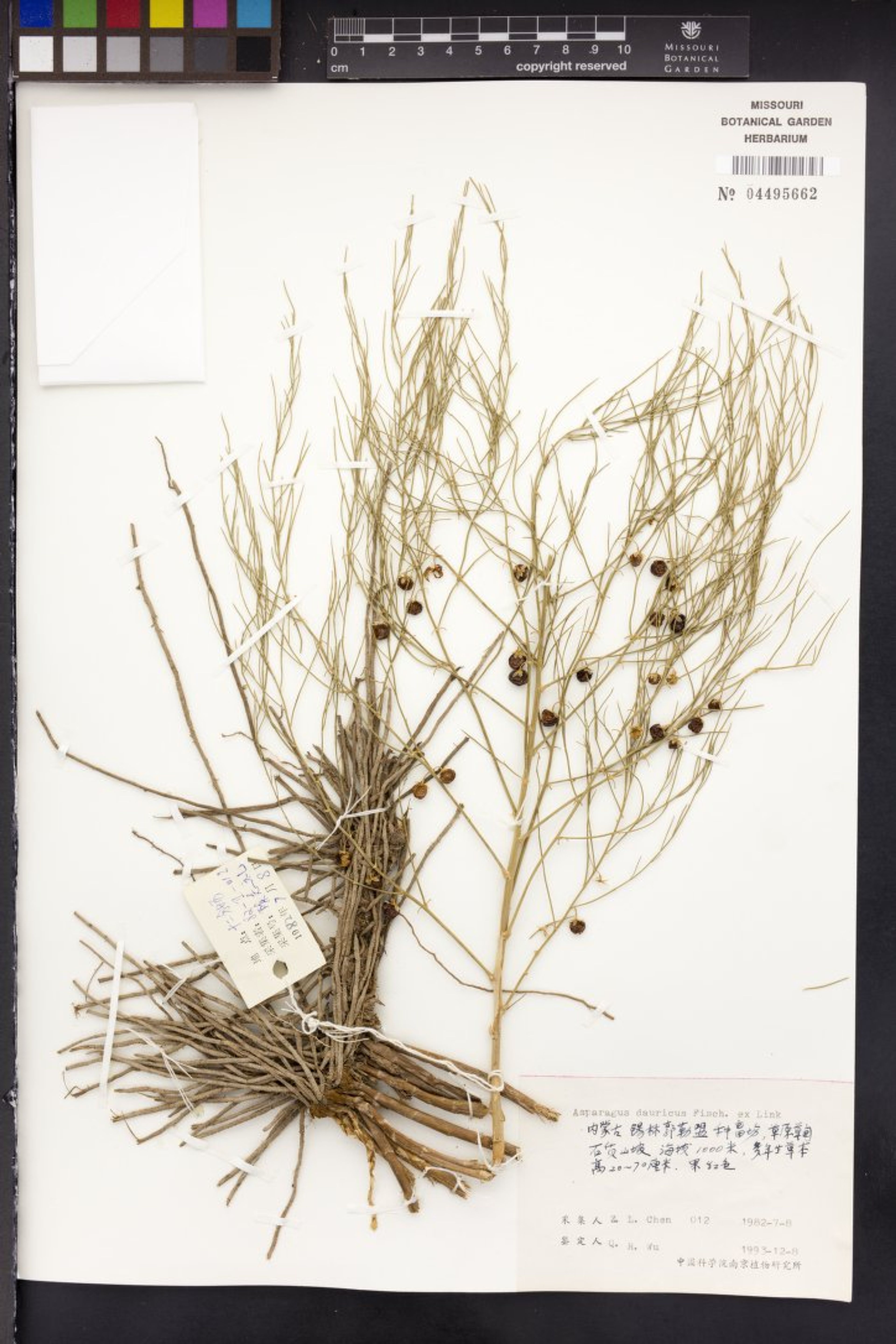 Asparagus dauricus - 16