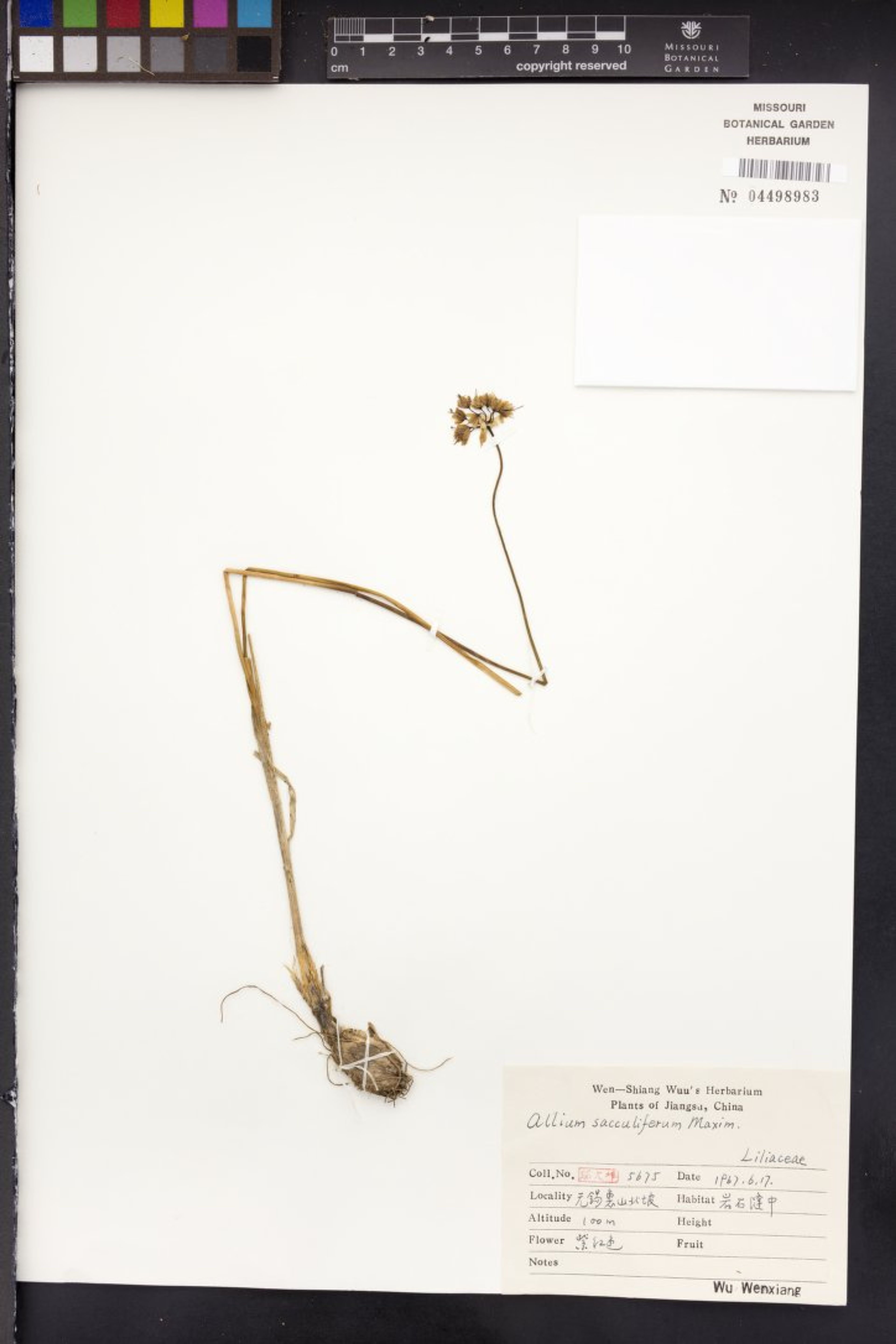 Allium sacculiferum - 167