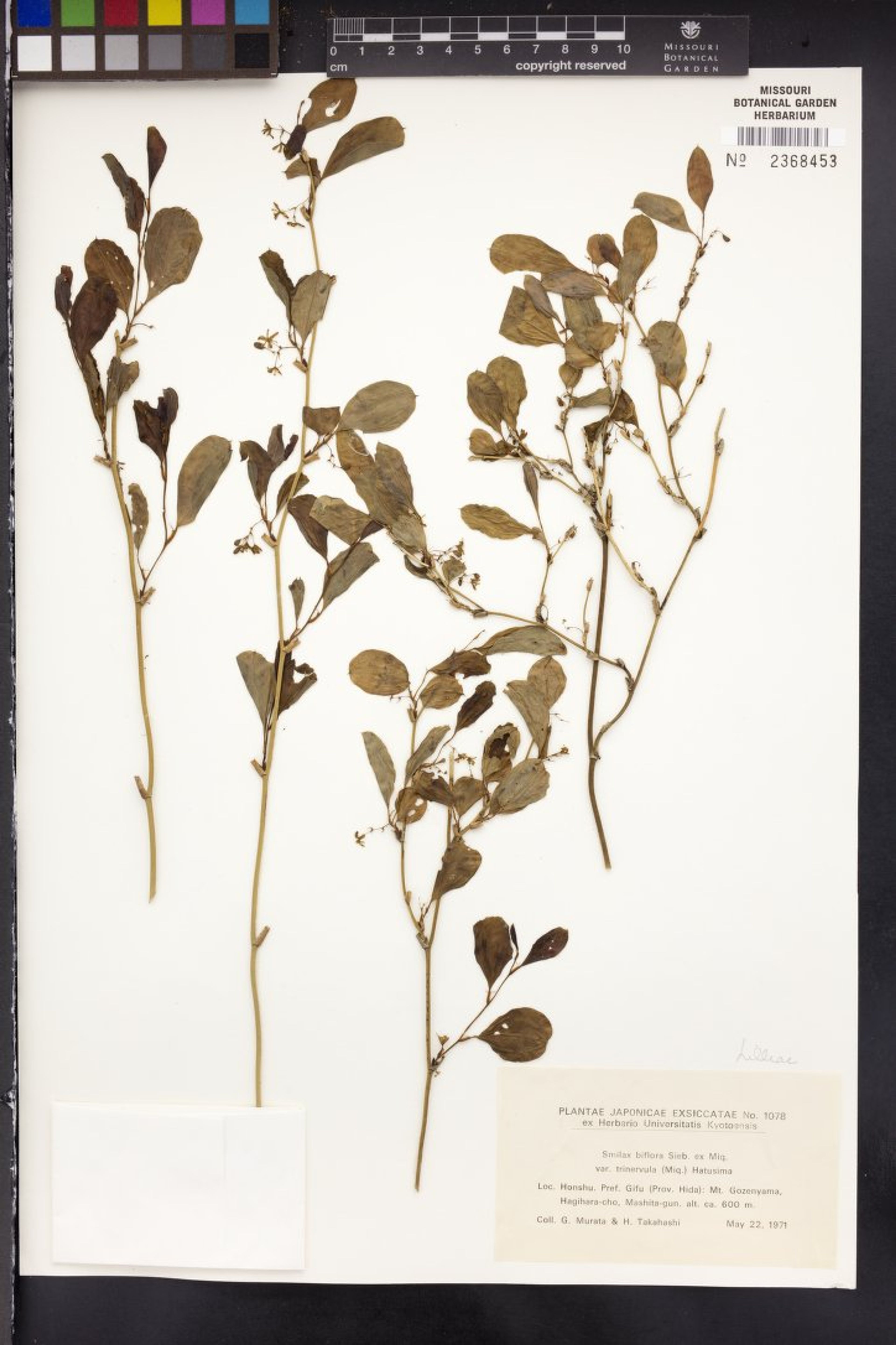 Smilax trinervula - 1