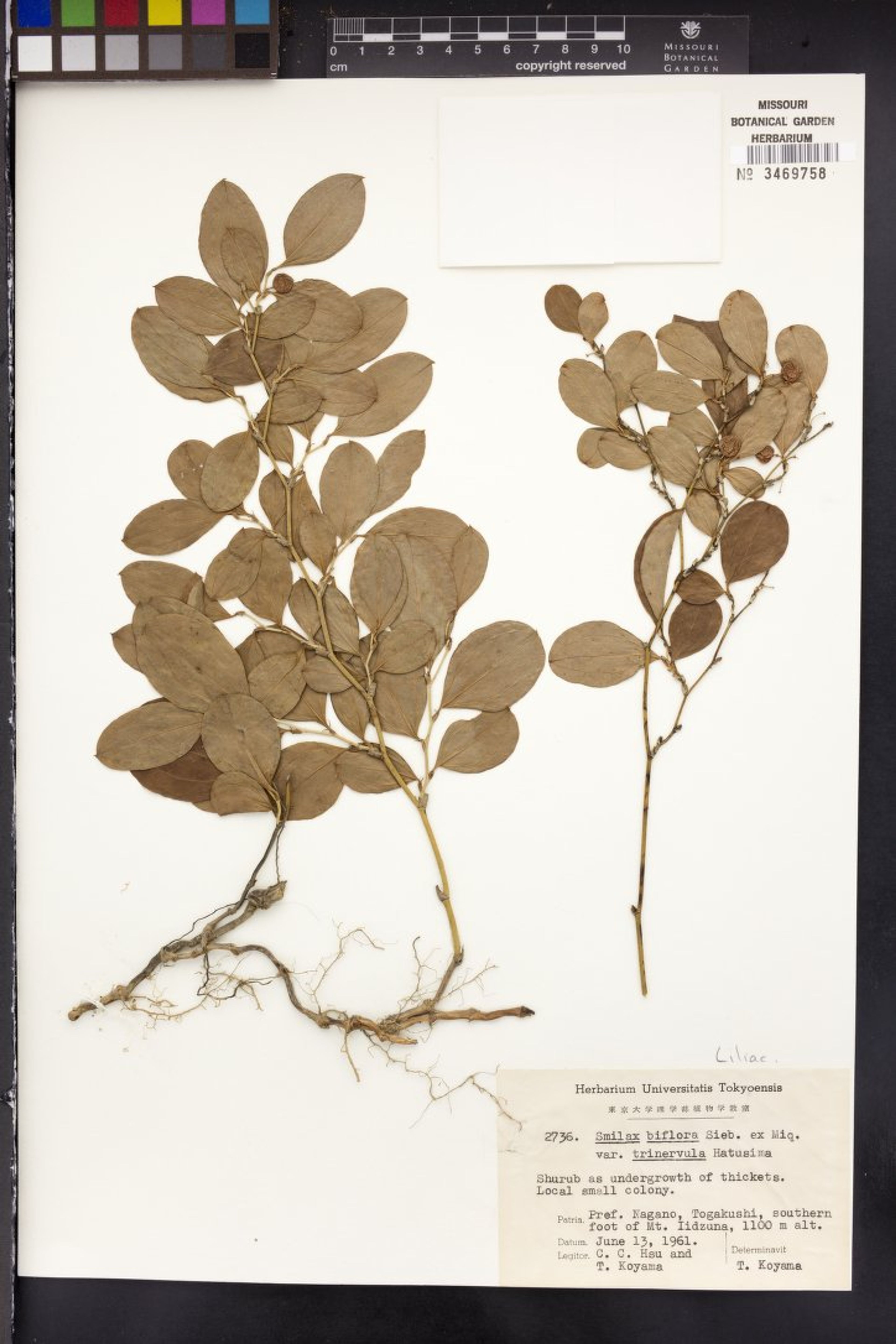Smilax trinervula - 30