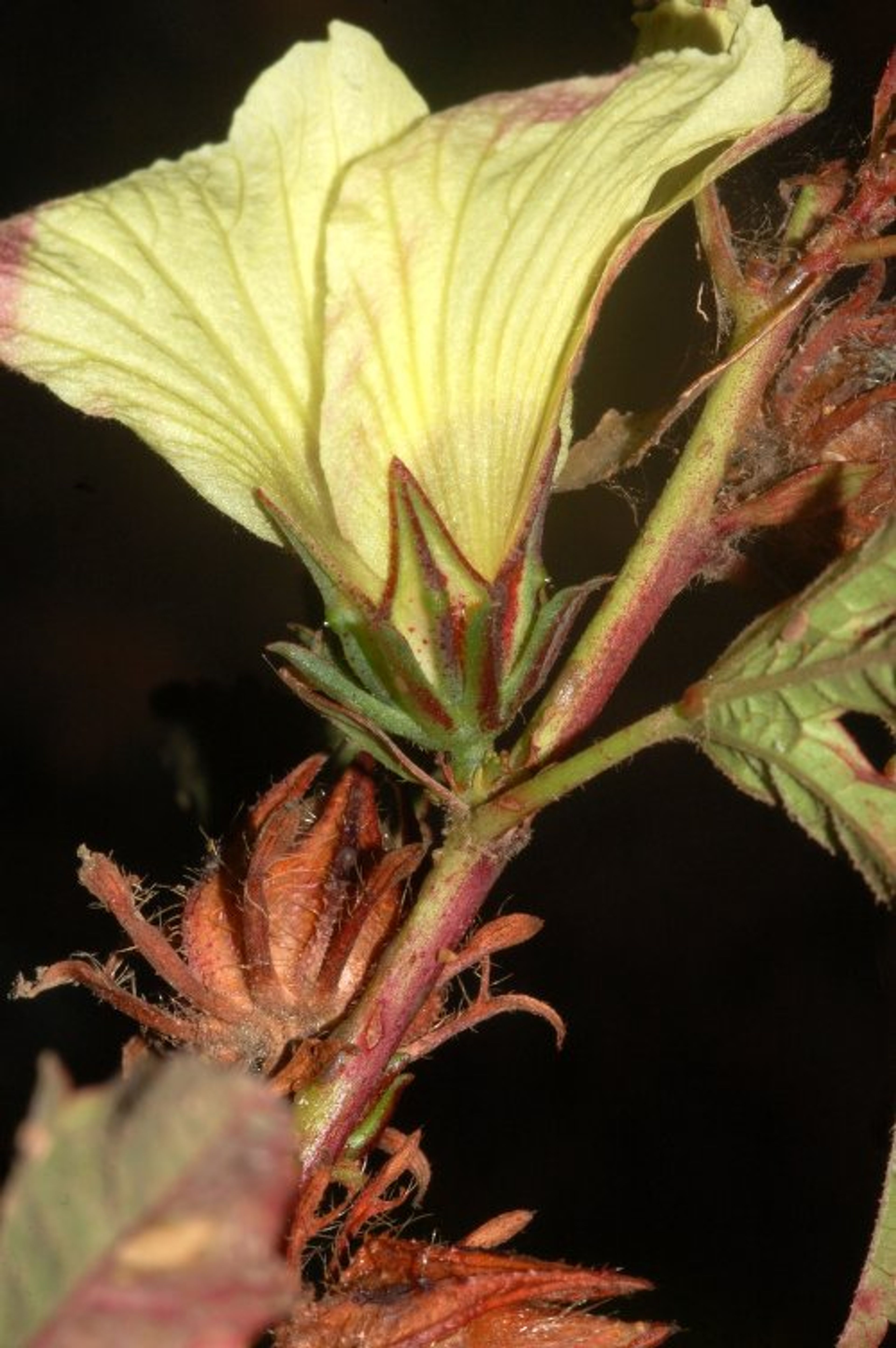 Hibiscus acetosella - 64