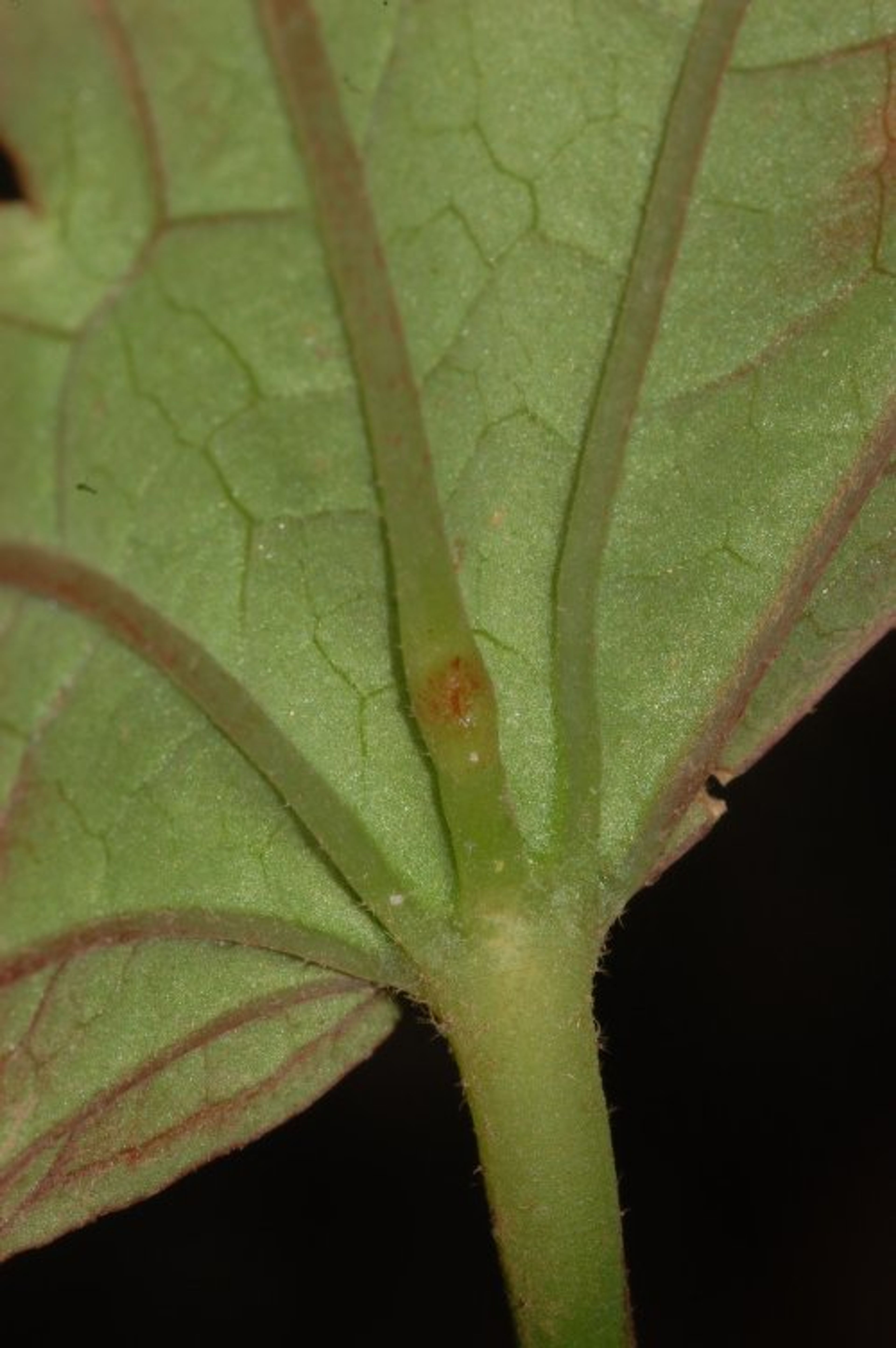 Hibiscus acetosella - 213