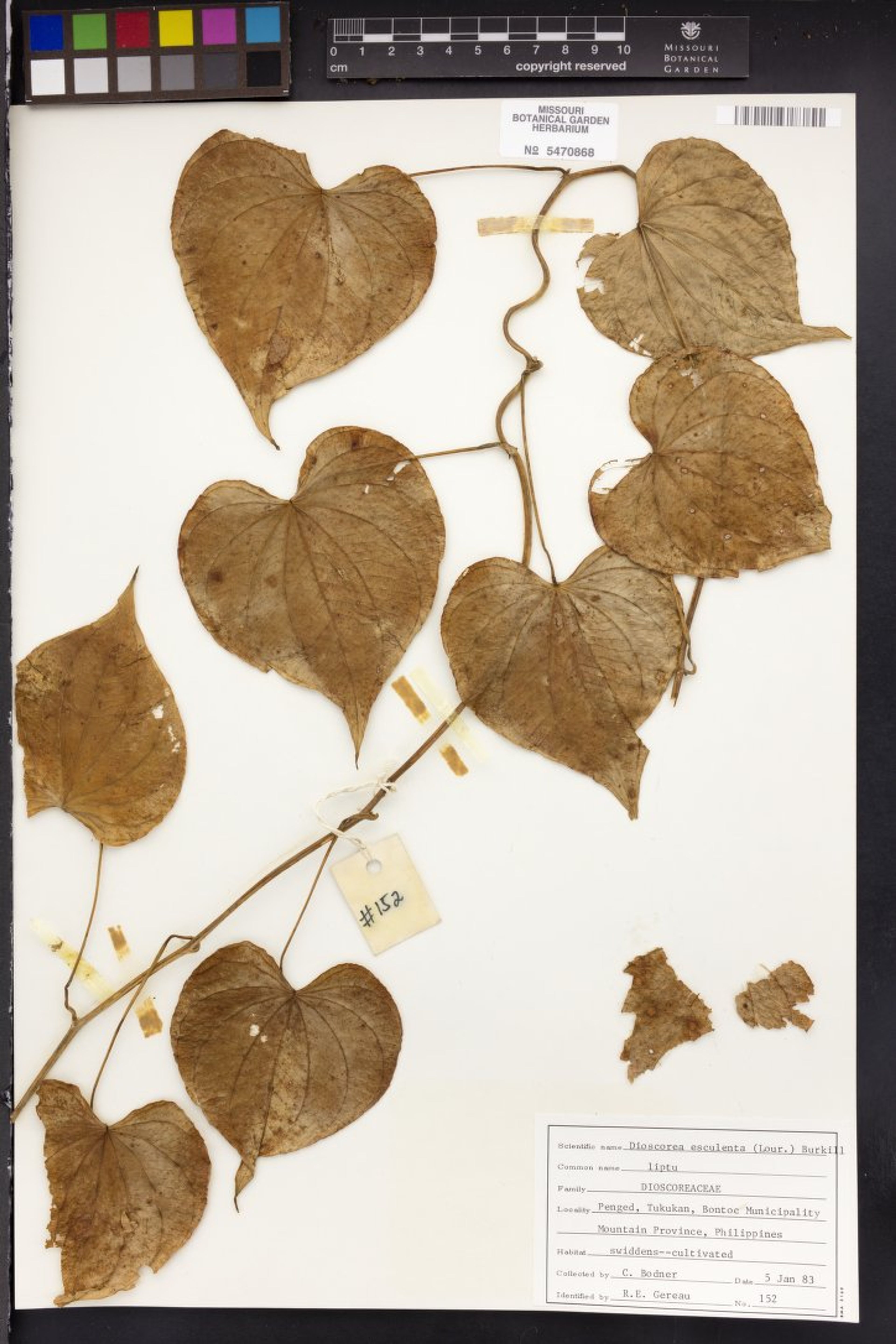 Dioscorea esculenta - 44