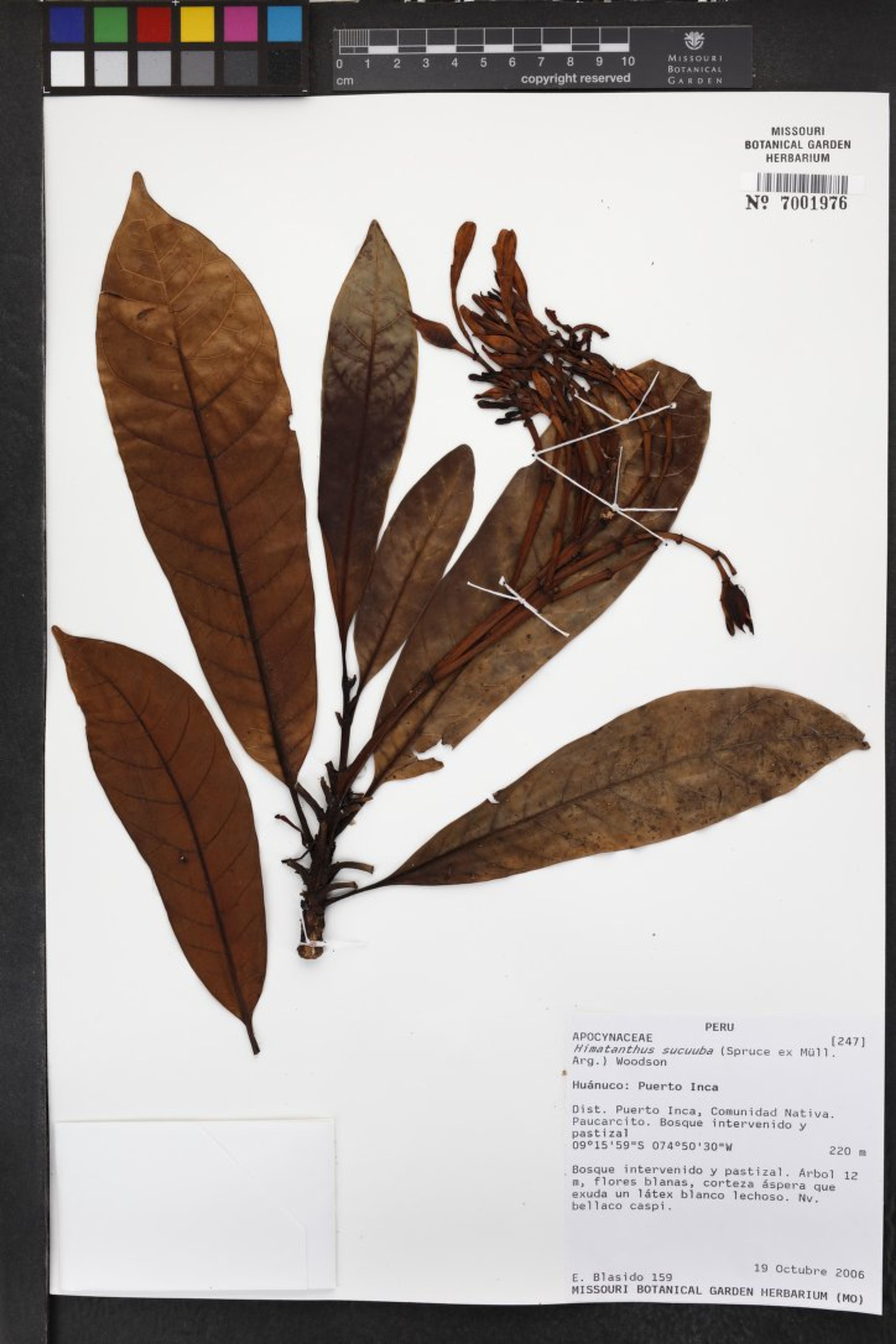 Himatanthus sucuuba - 51