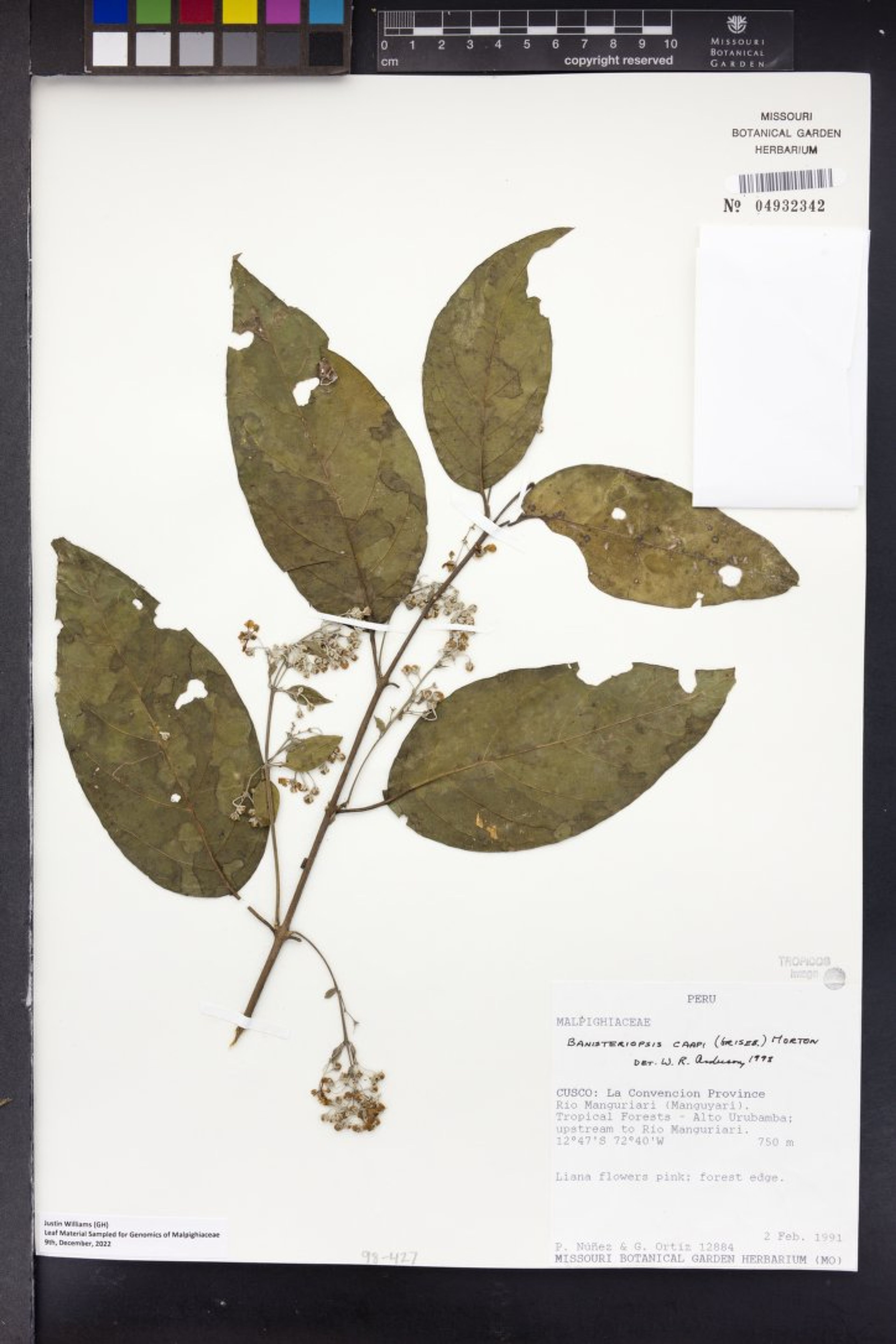 Banisteriopsis caapi - 33