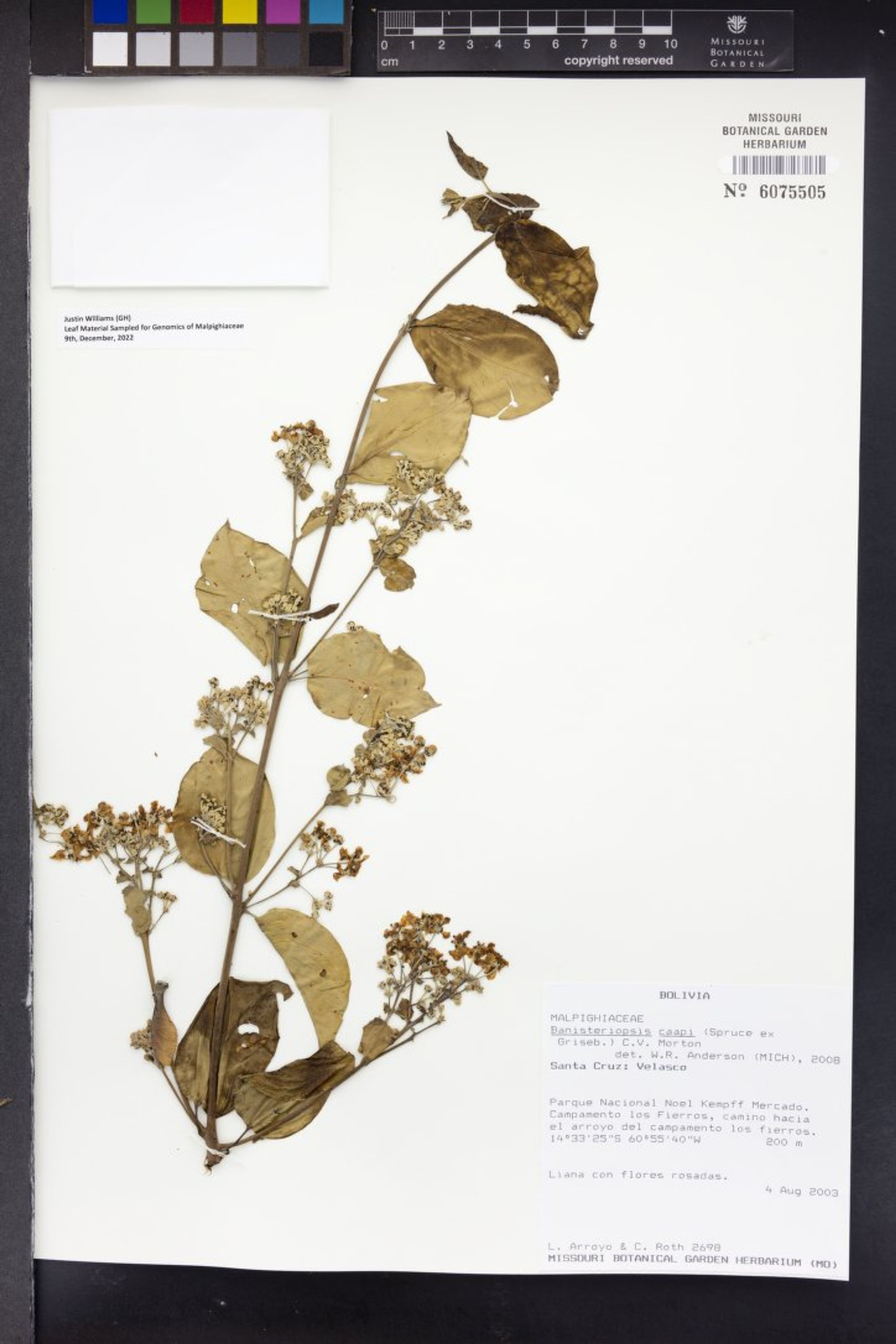 Banisteriopsis caapi - 7