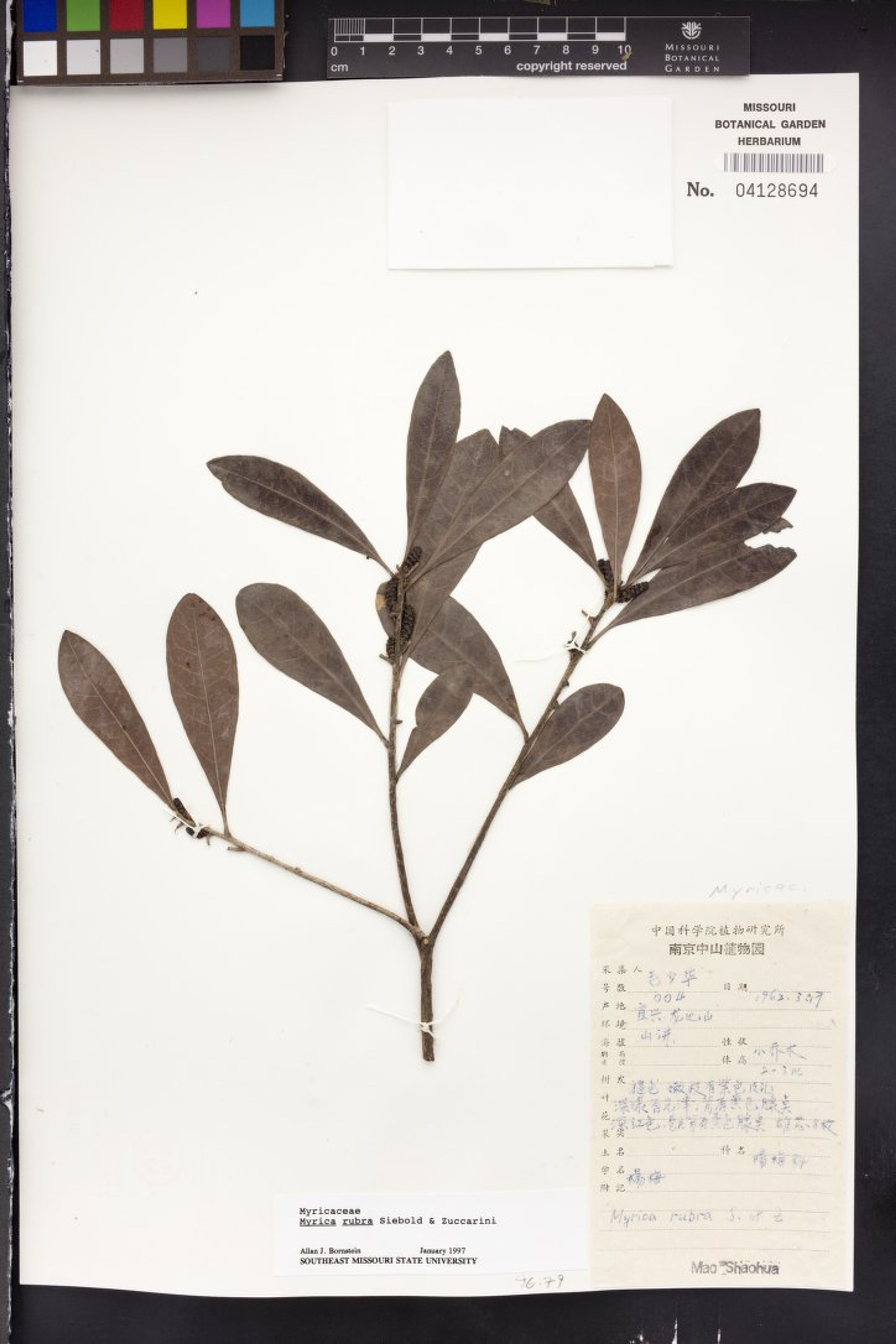 Myrica rubra - 44