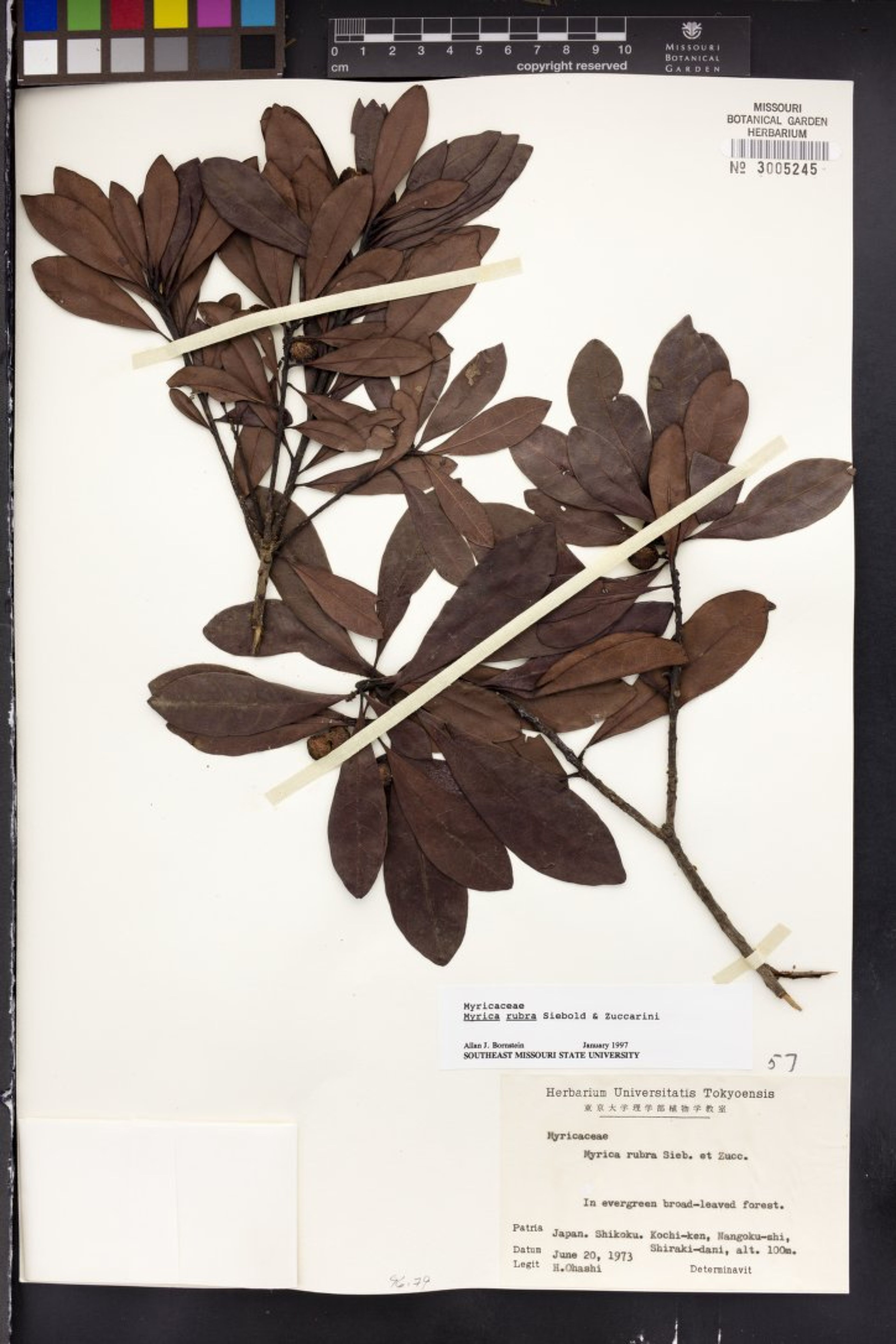 Myrica rubra - 38