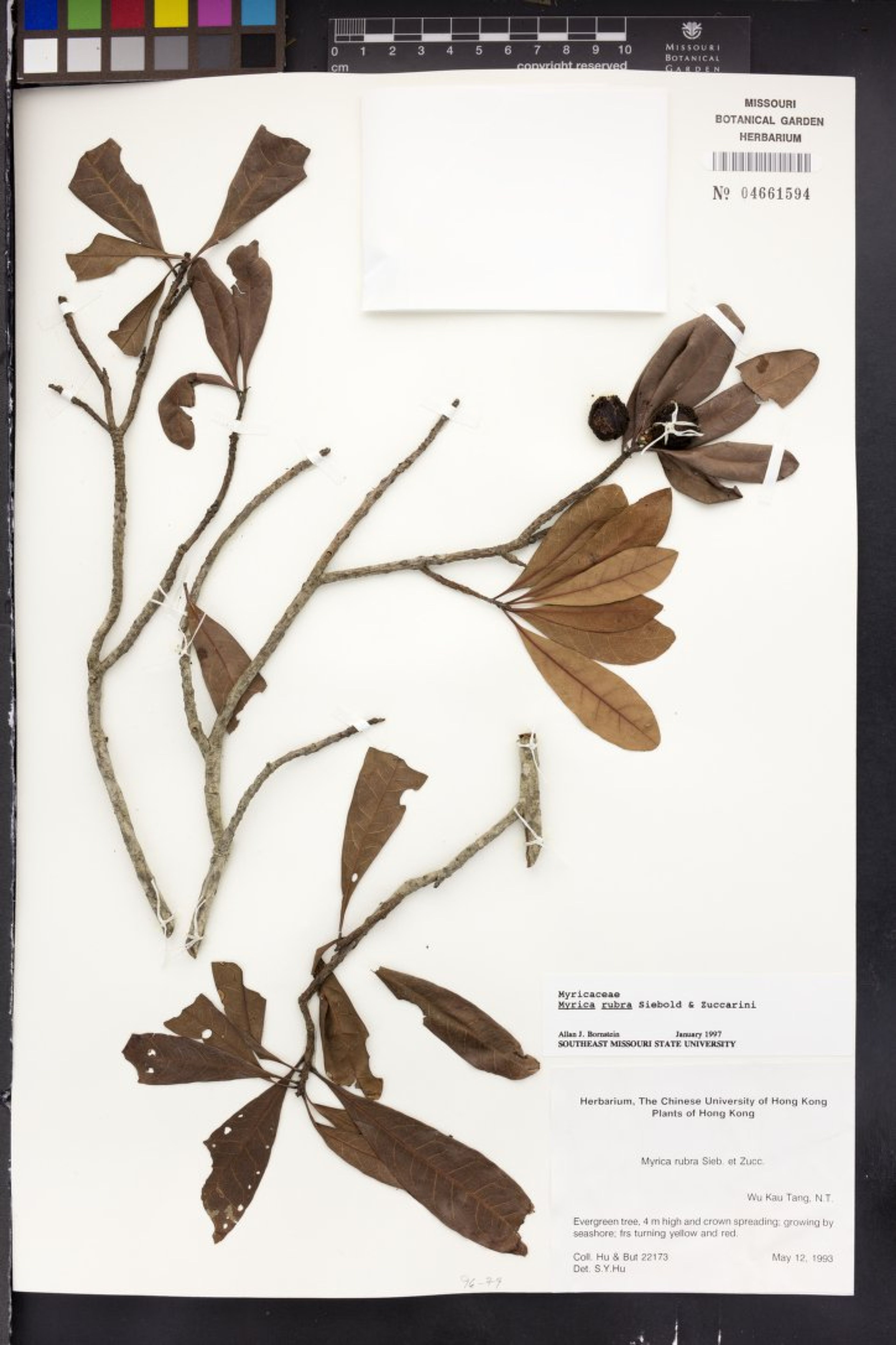 Myrica rubra - 41