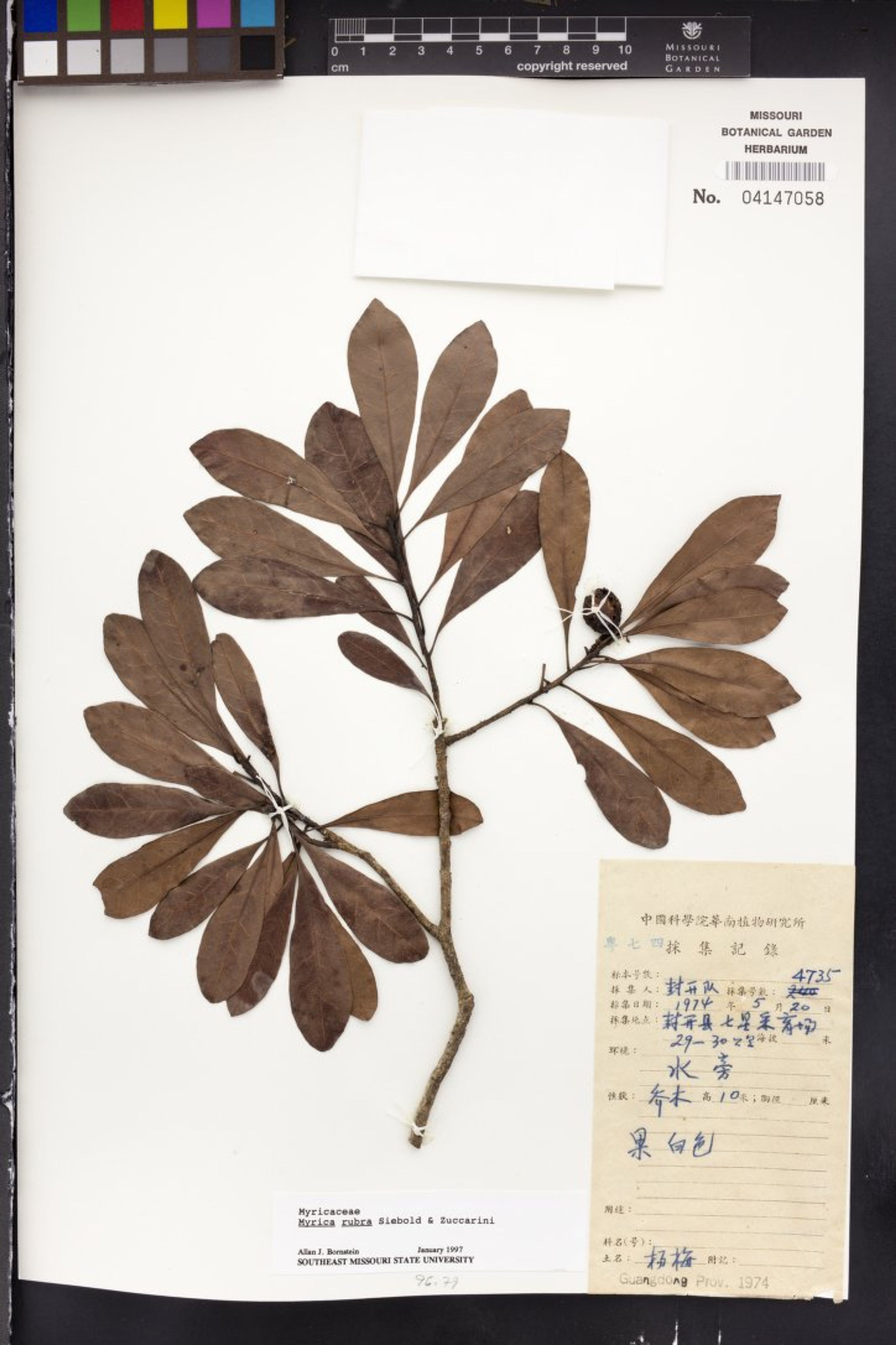 Myrica rubra - 33