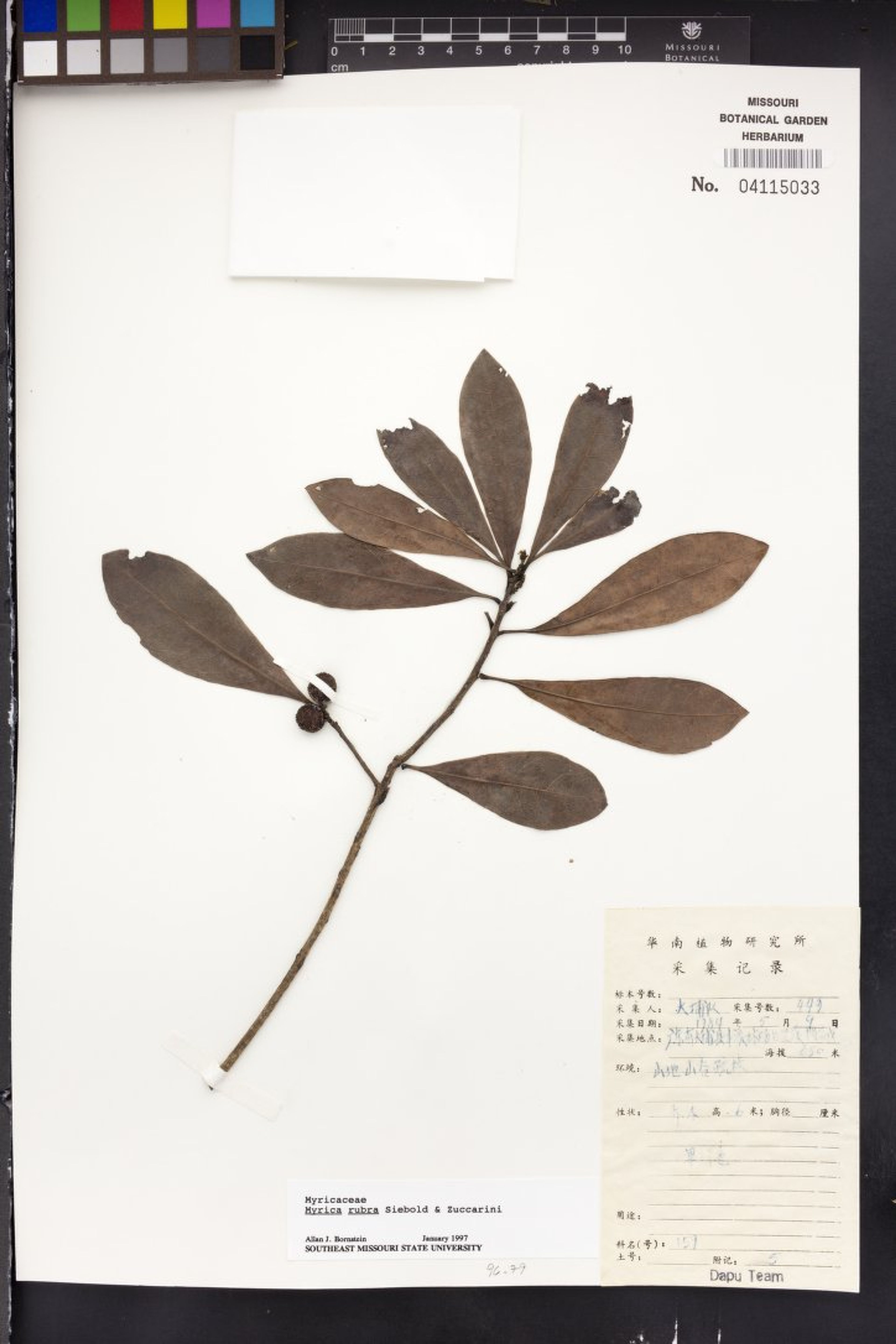 Myrica rubra - 16
