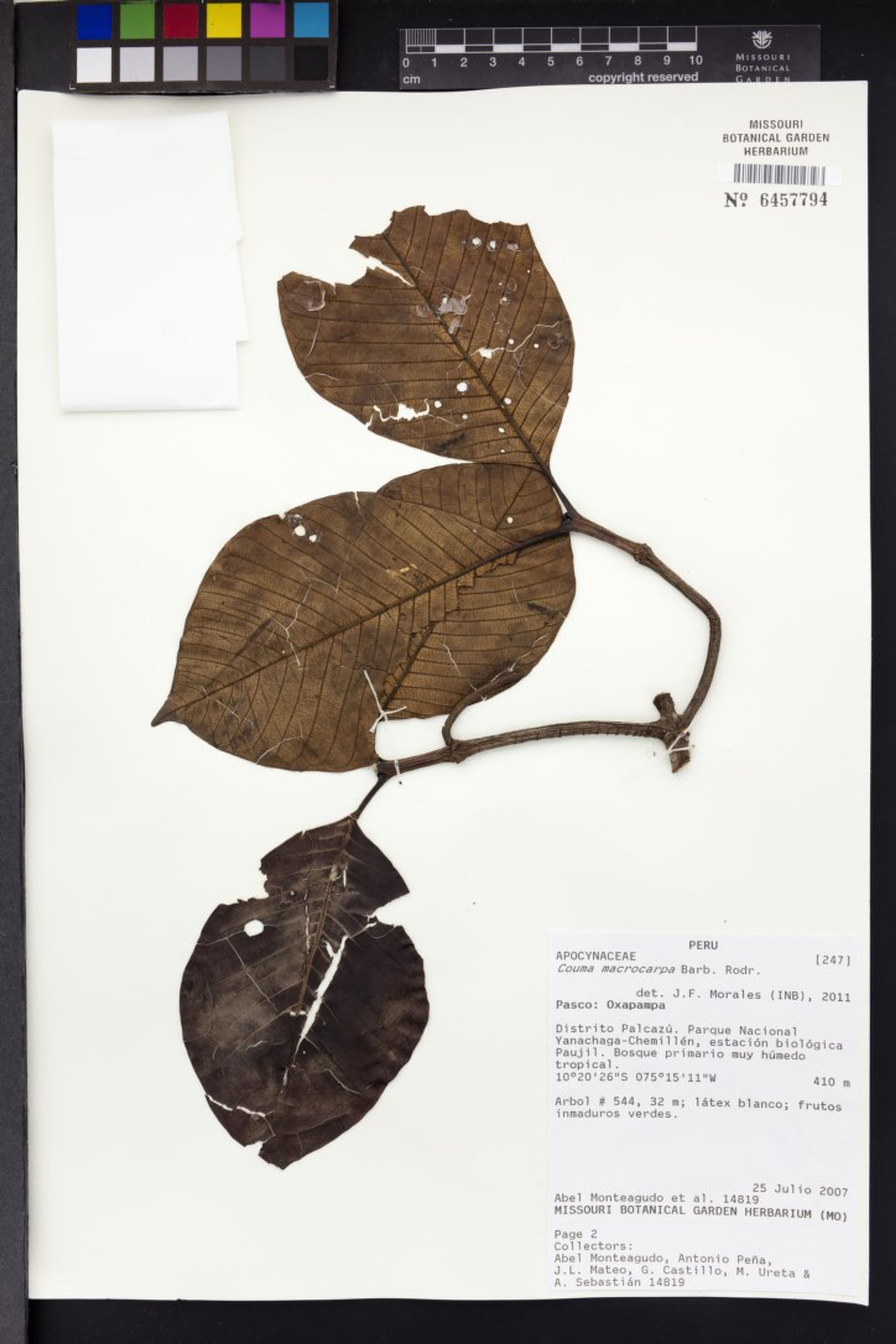 Couma macrocarpa - 15