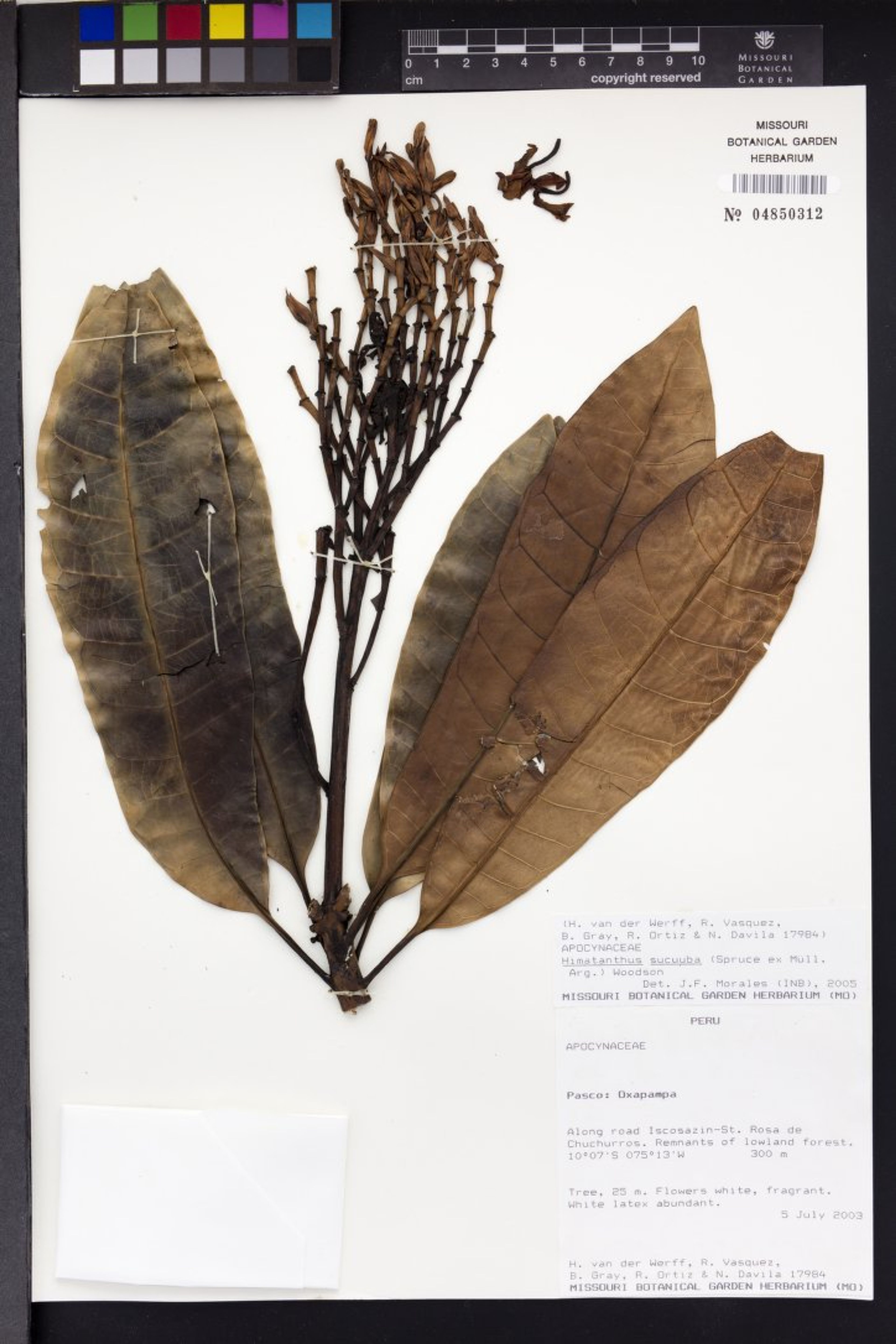 Himatanthus sucuuba - 18