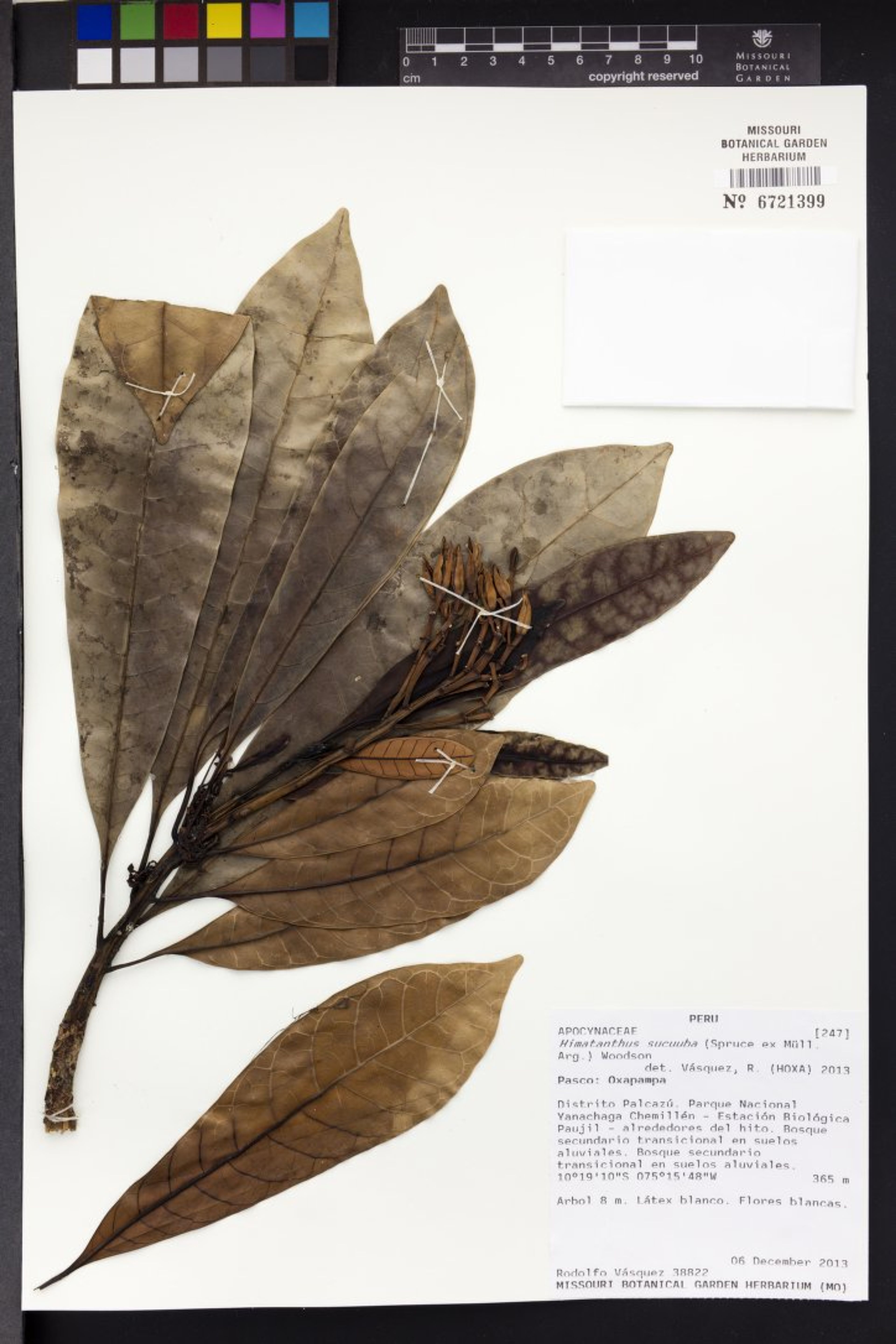 Himatanthus sucuuba - 9