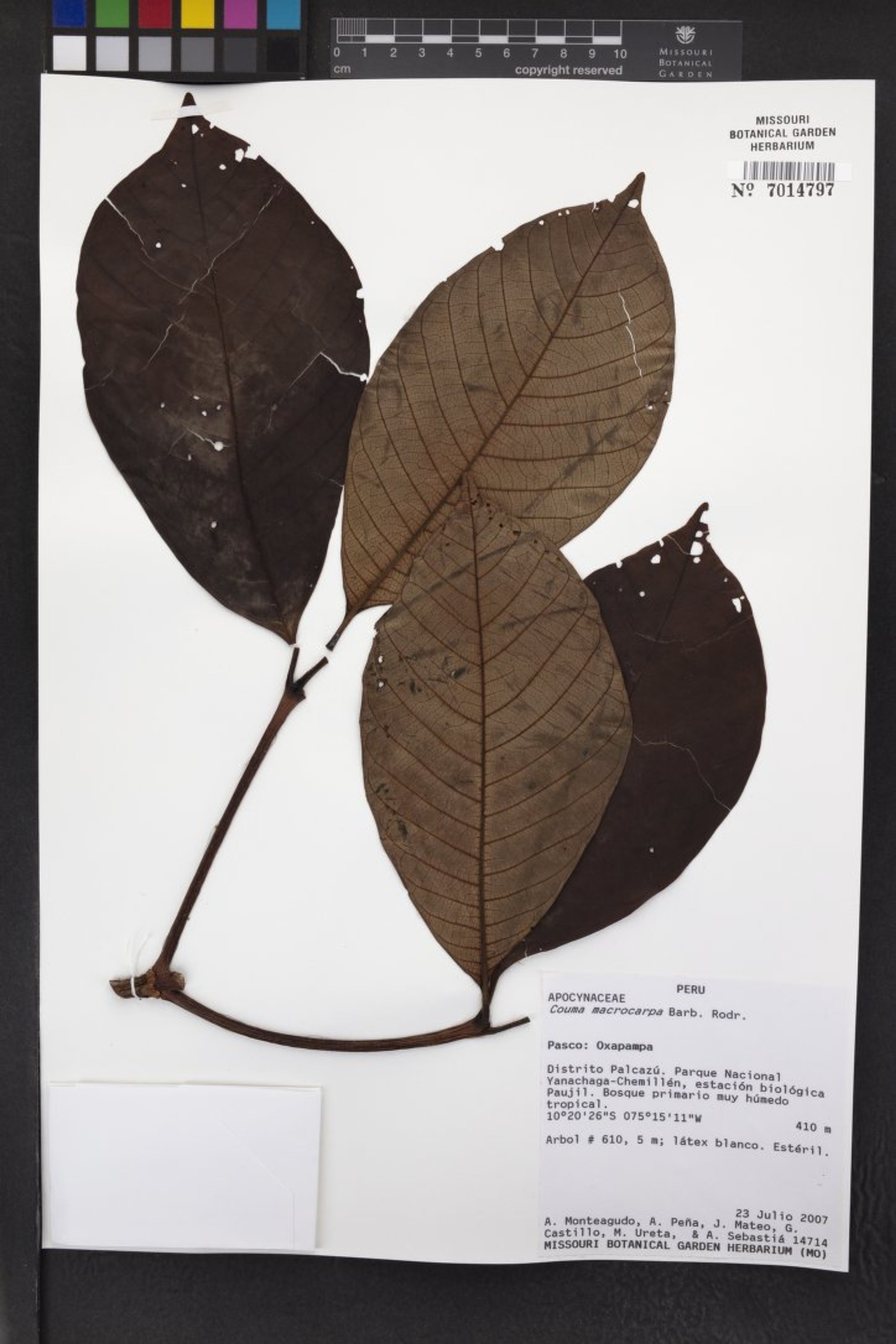 Couma macrocarpa - 31
