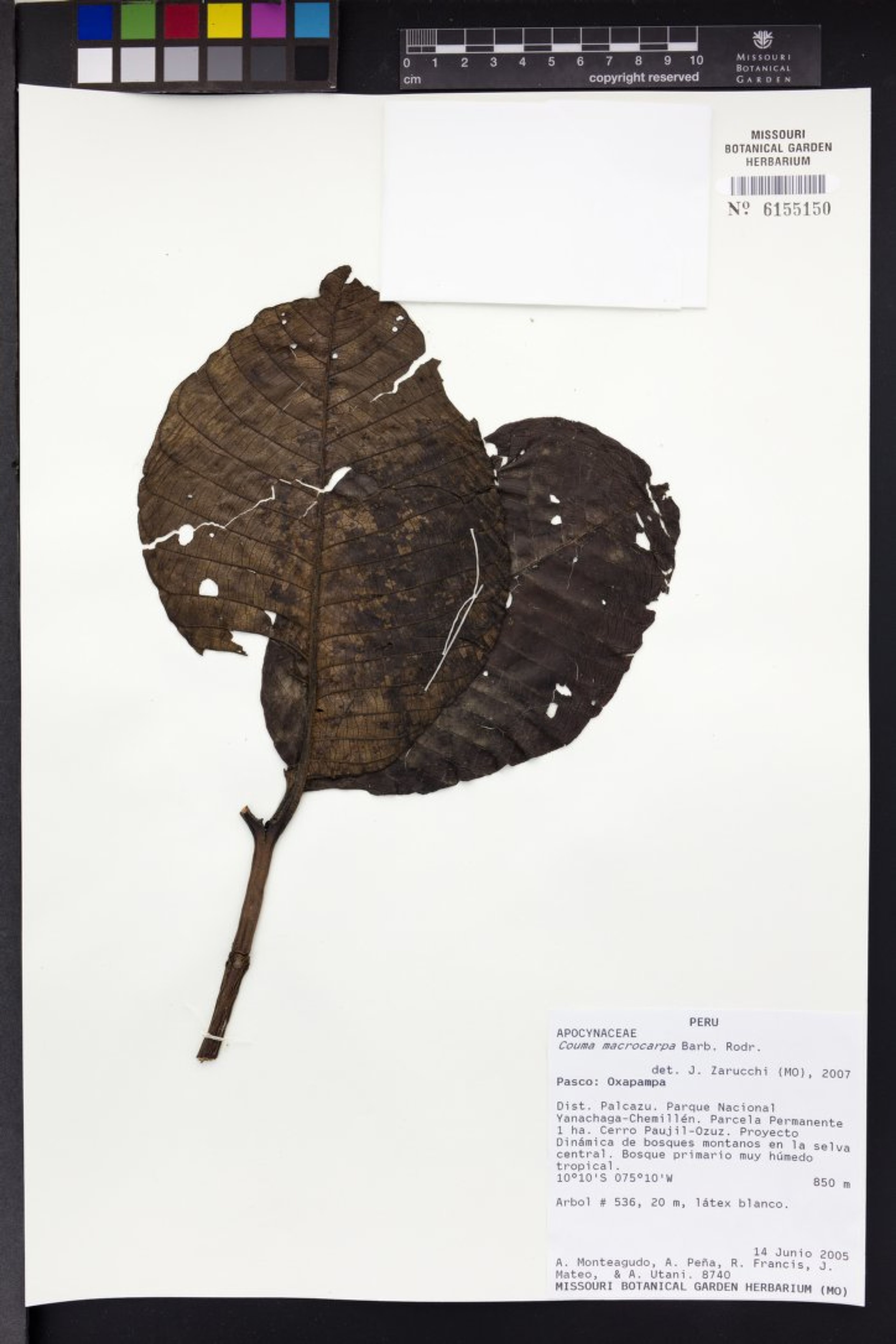 Couma macrocarpa - 71