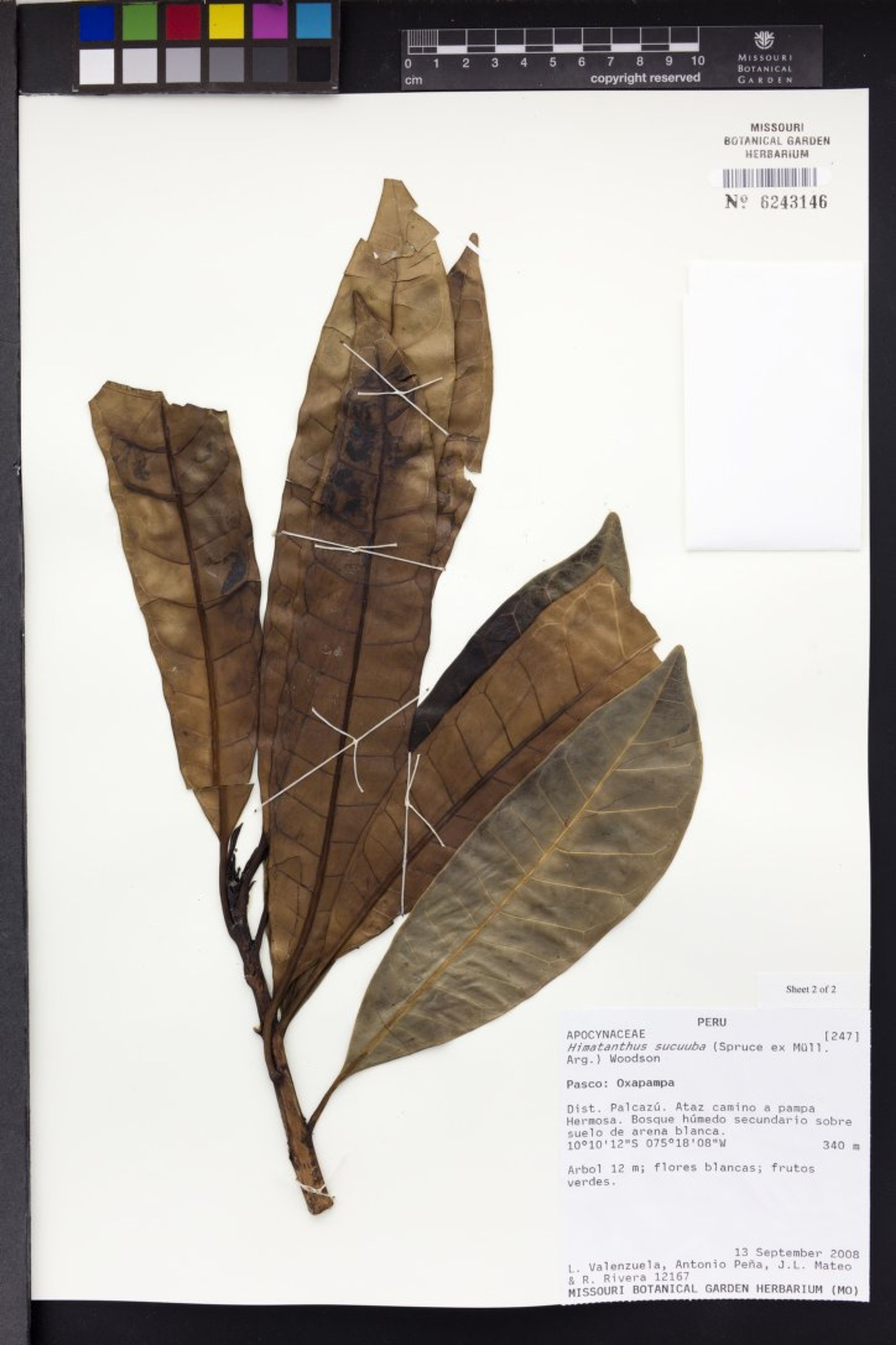 Himatanthus sucuuba - 52