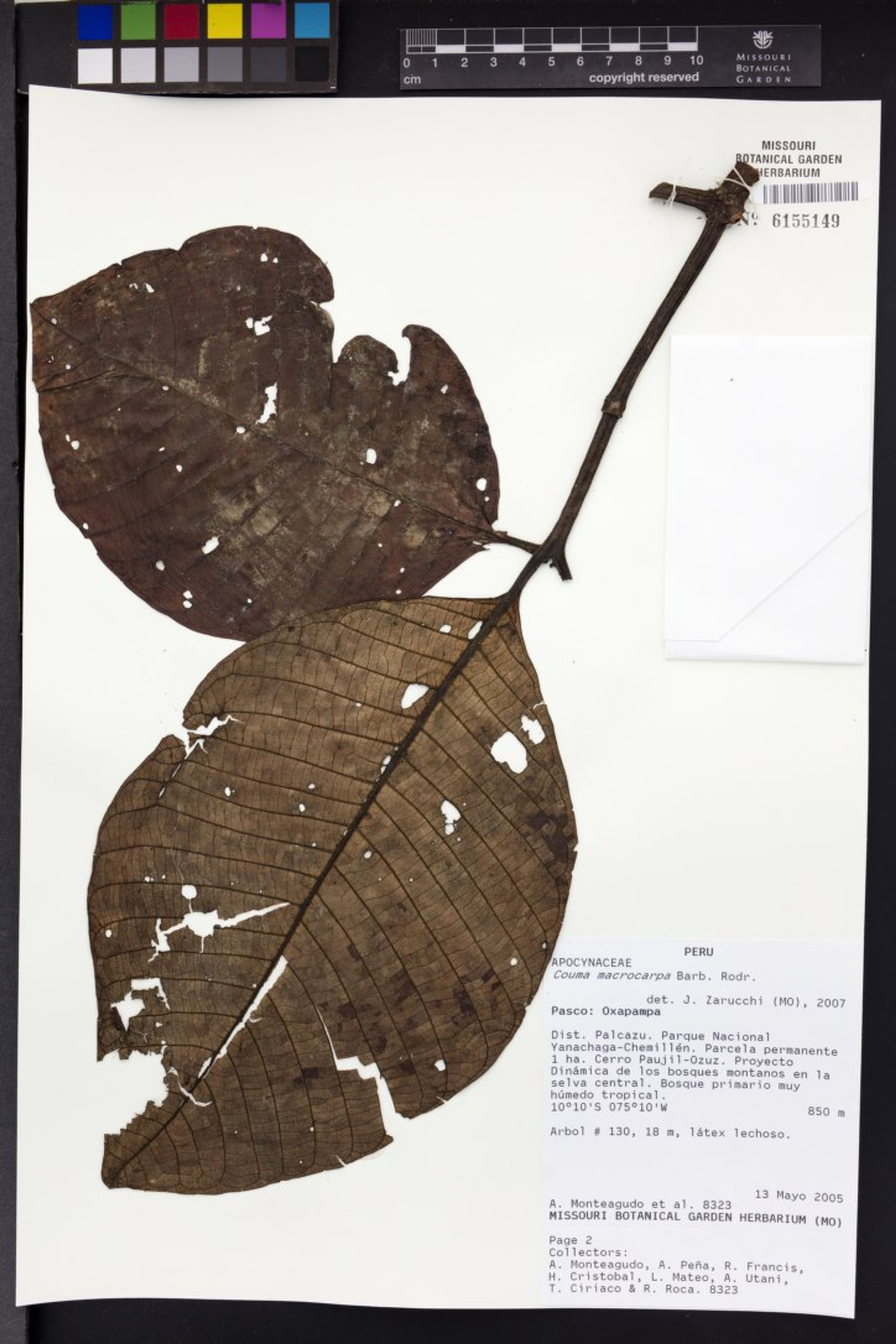 Couma macrocarpa - 45