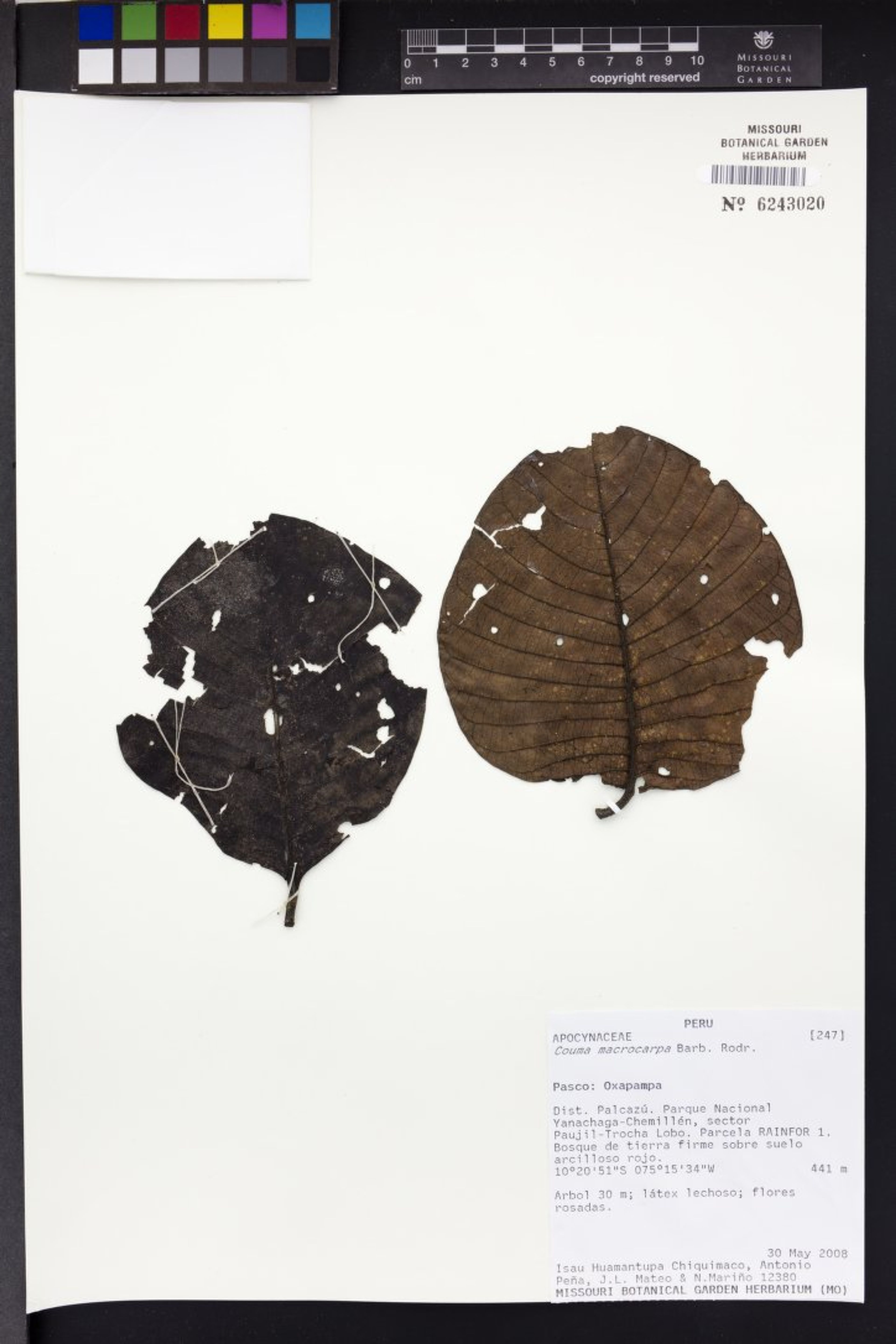 Couma macrocarpa - 37