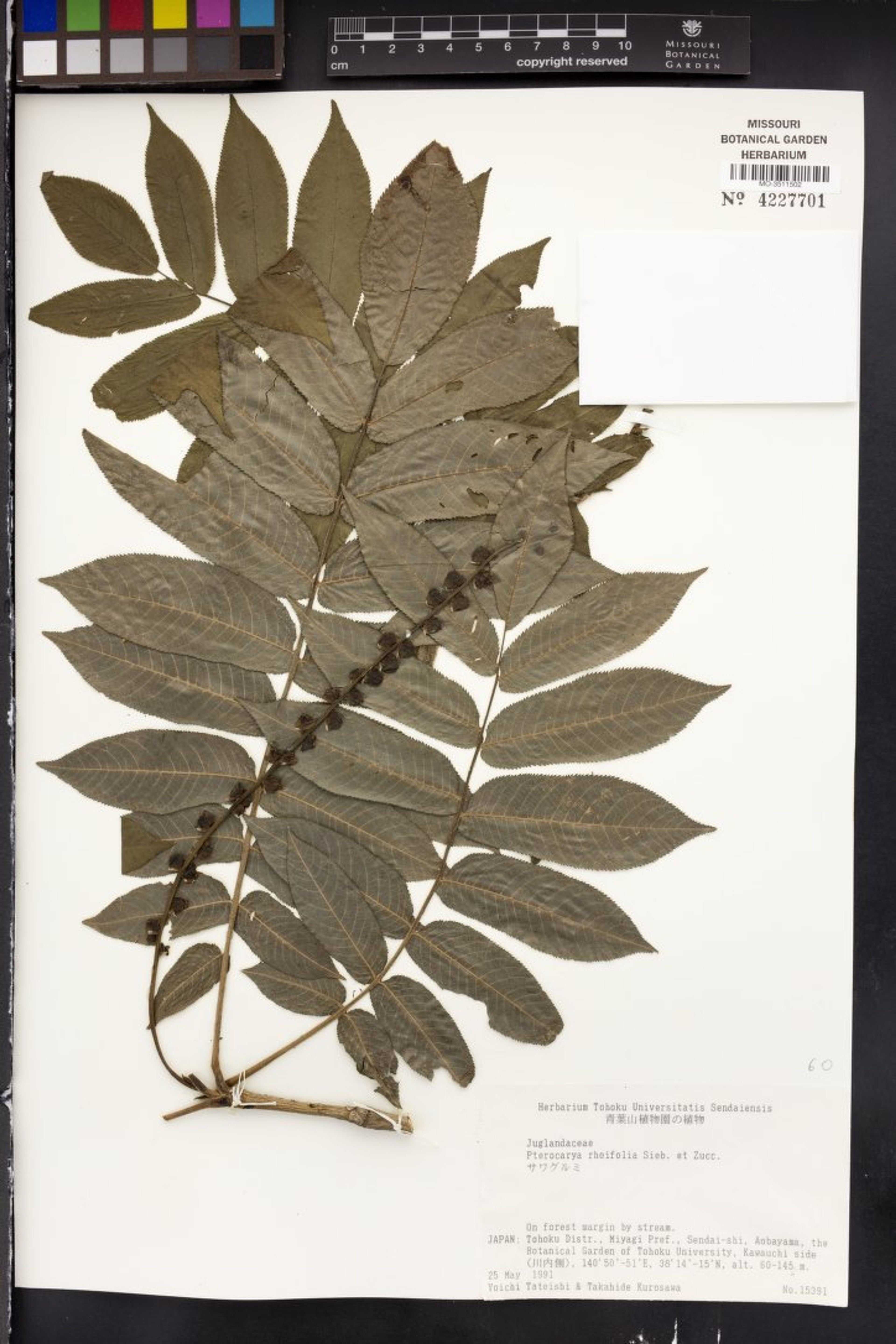 Pterocarya rhoifolia - 76