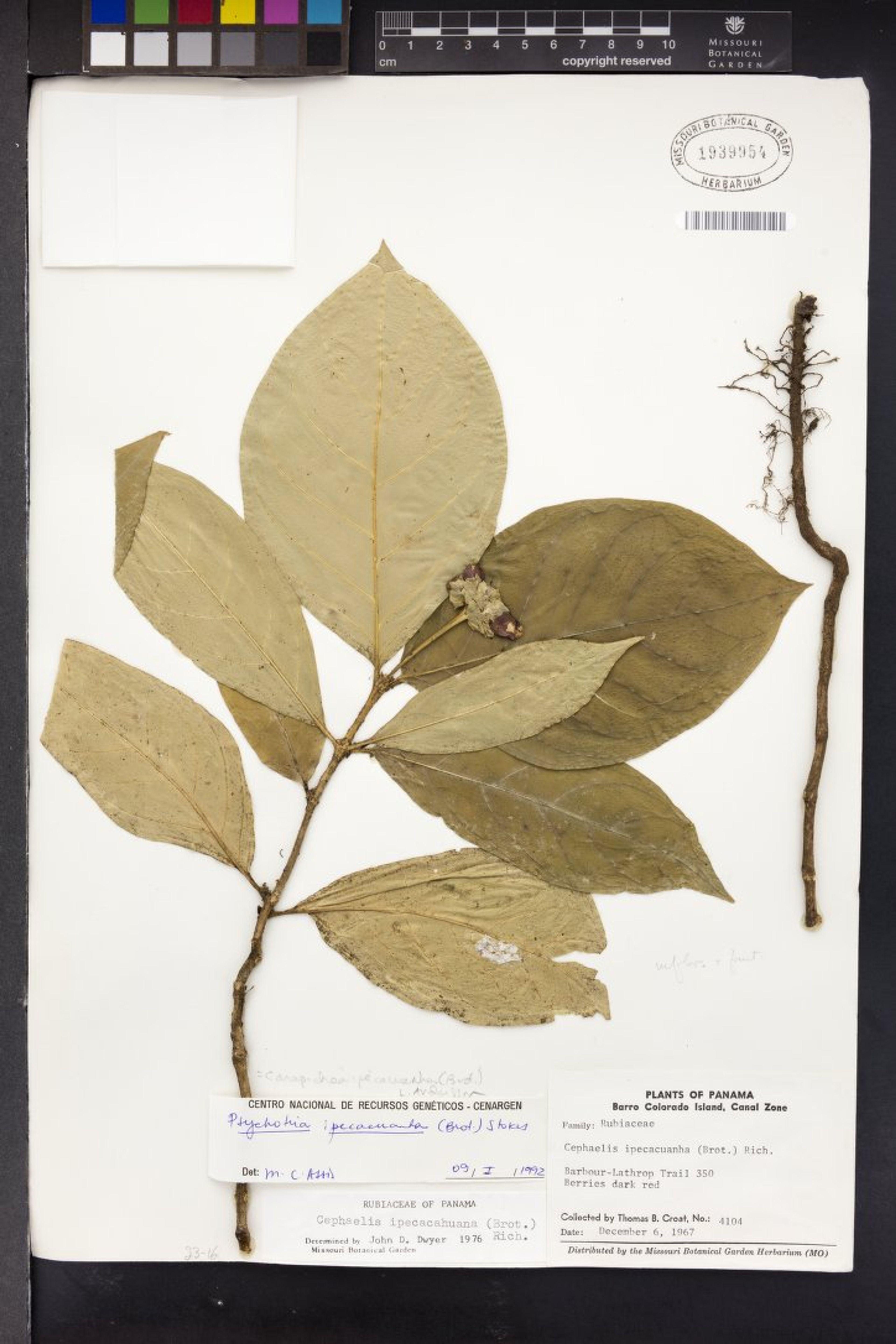 Carapichea ipecacuanha - 8