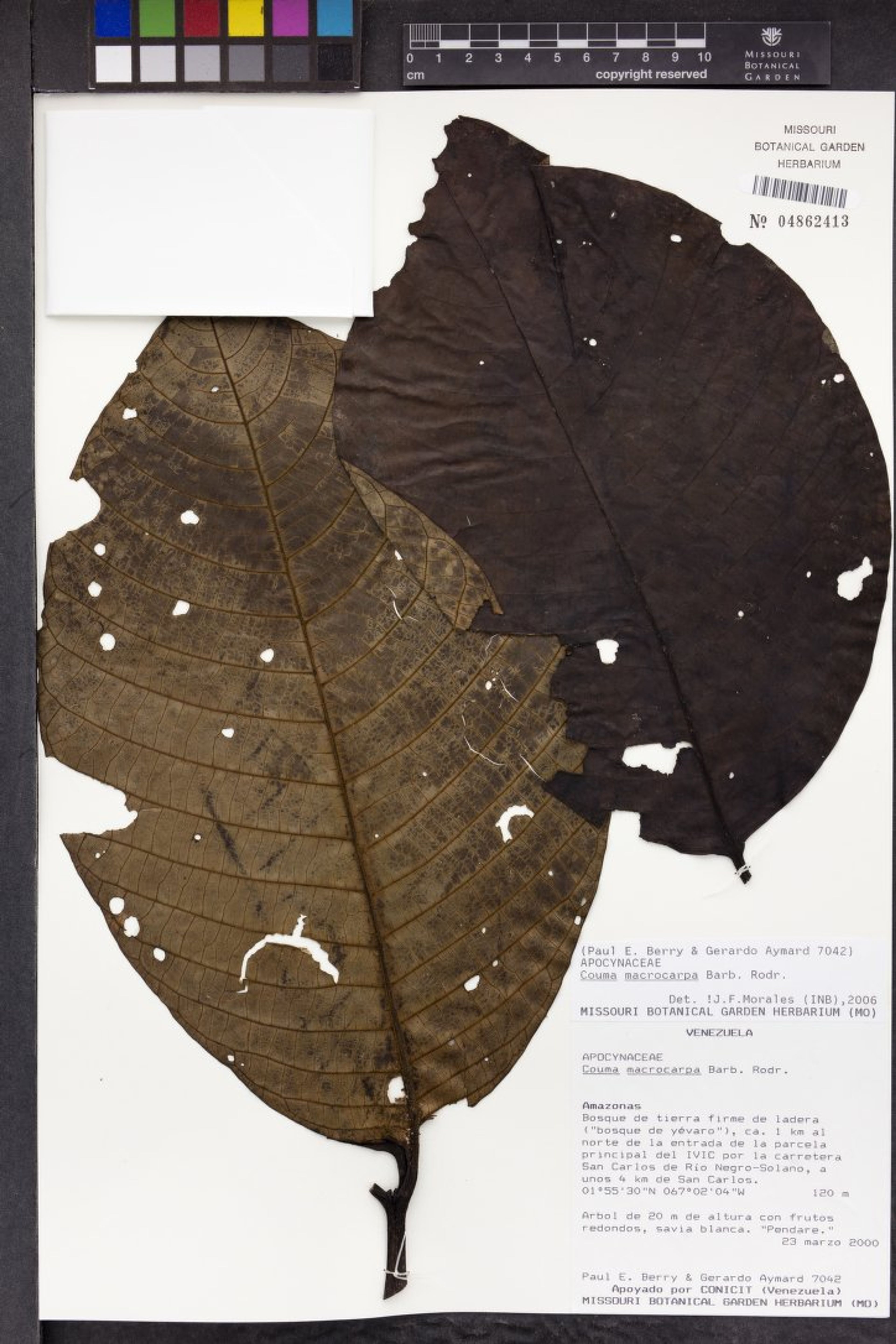 Couma macrocarpa - 18