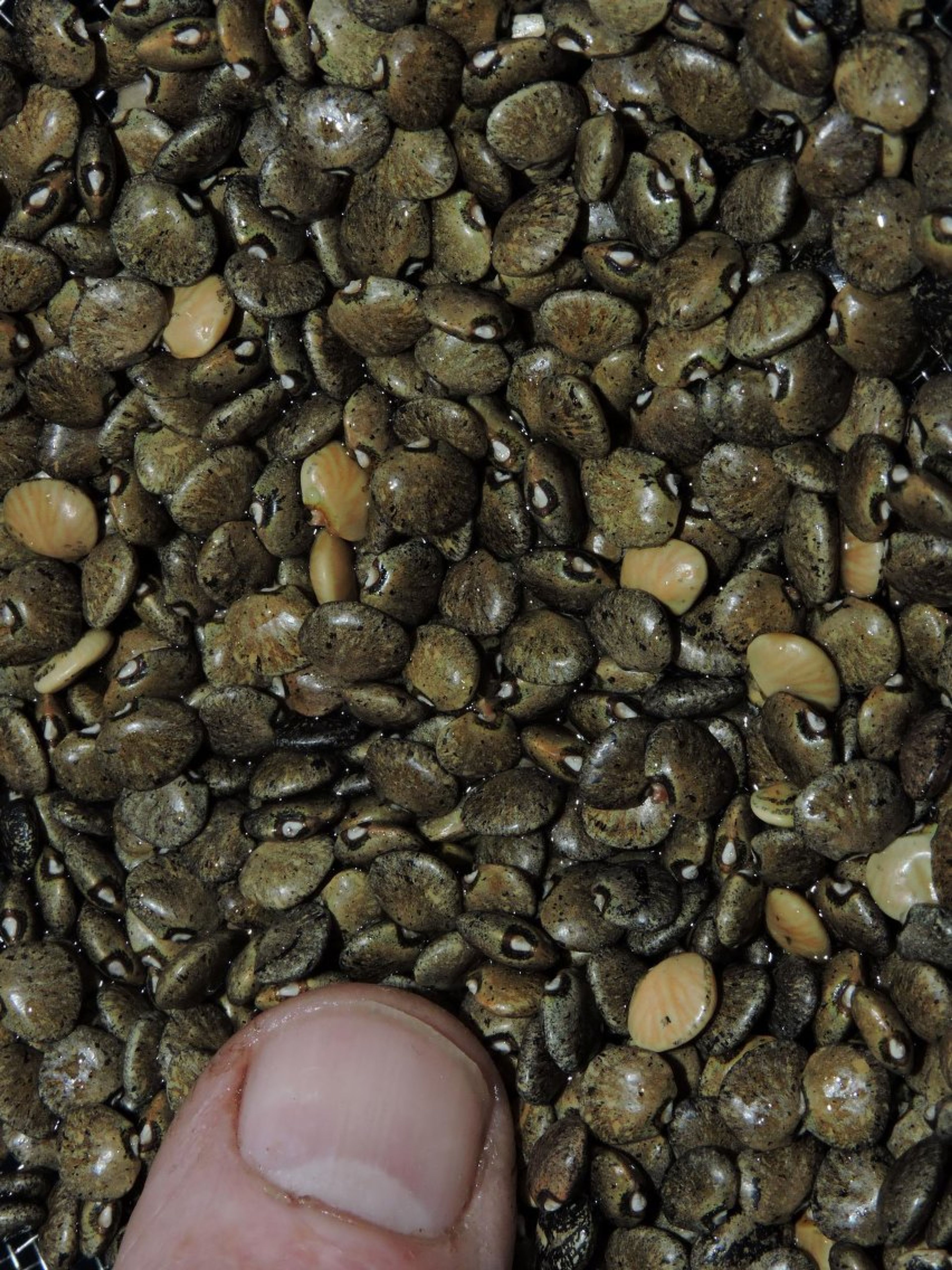 Phaseolus lunatus - 150