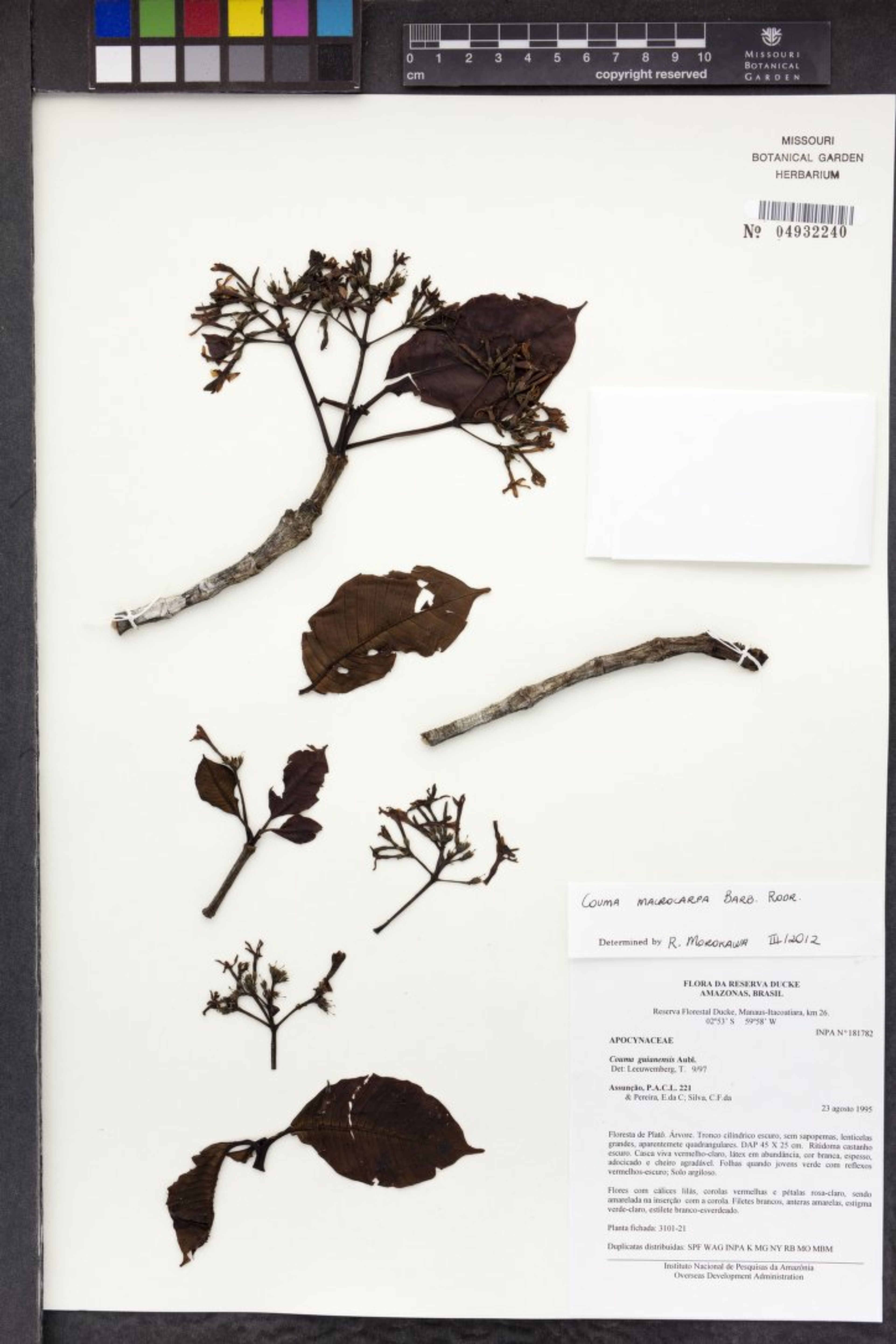 Couma macrocarpa - 65