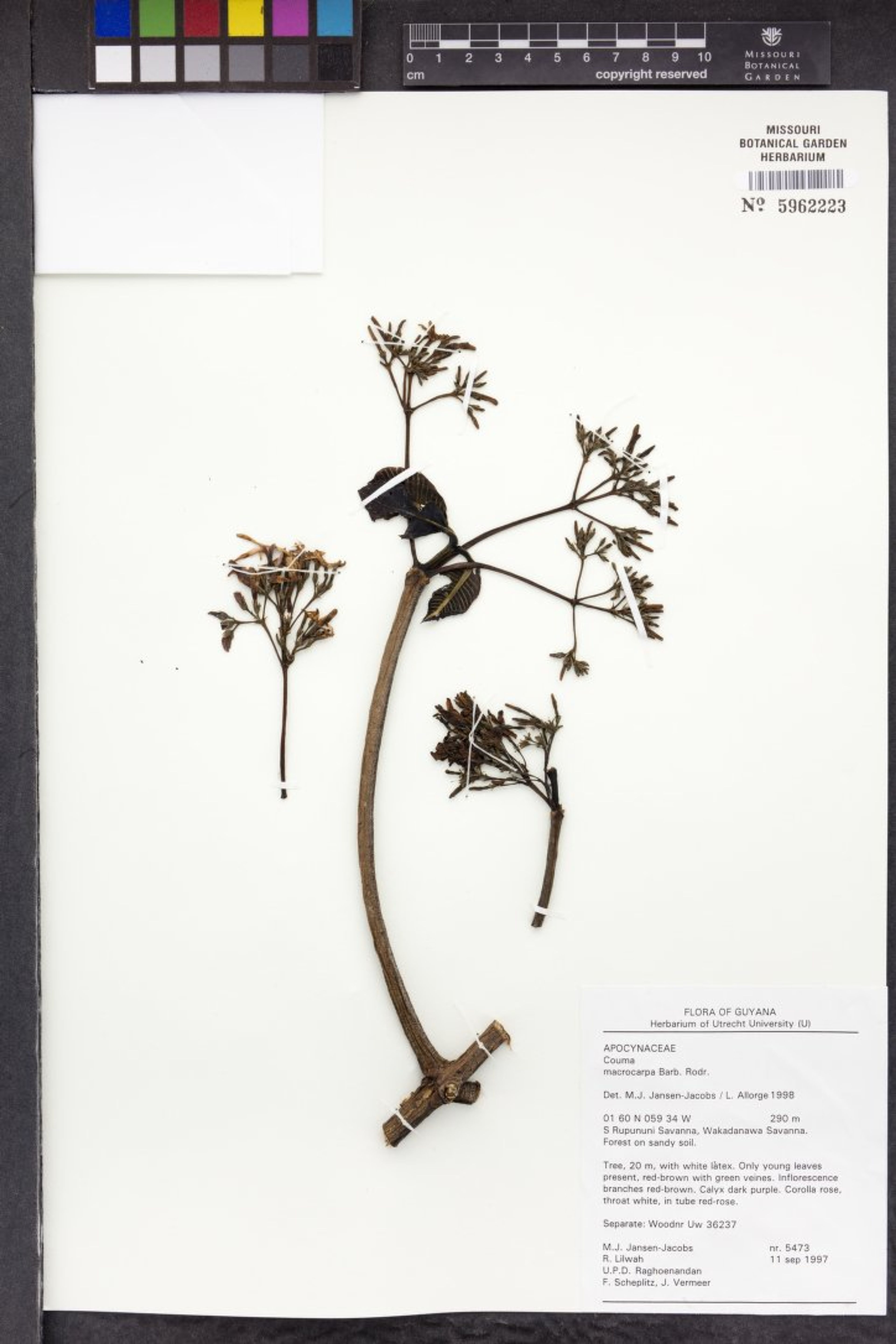 Couma macrocarpa - 39